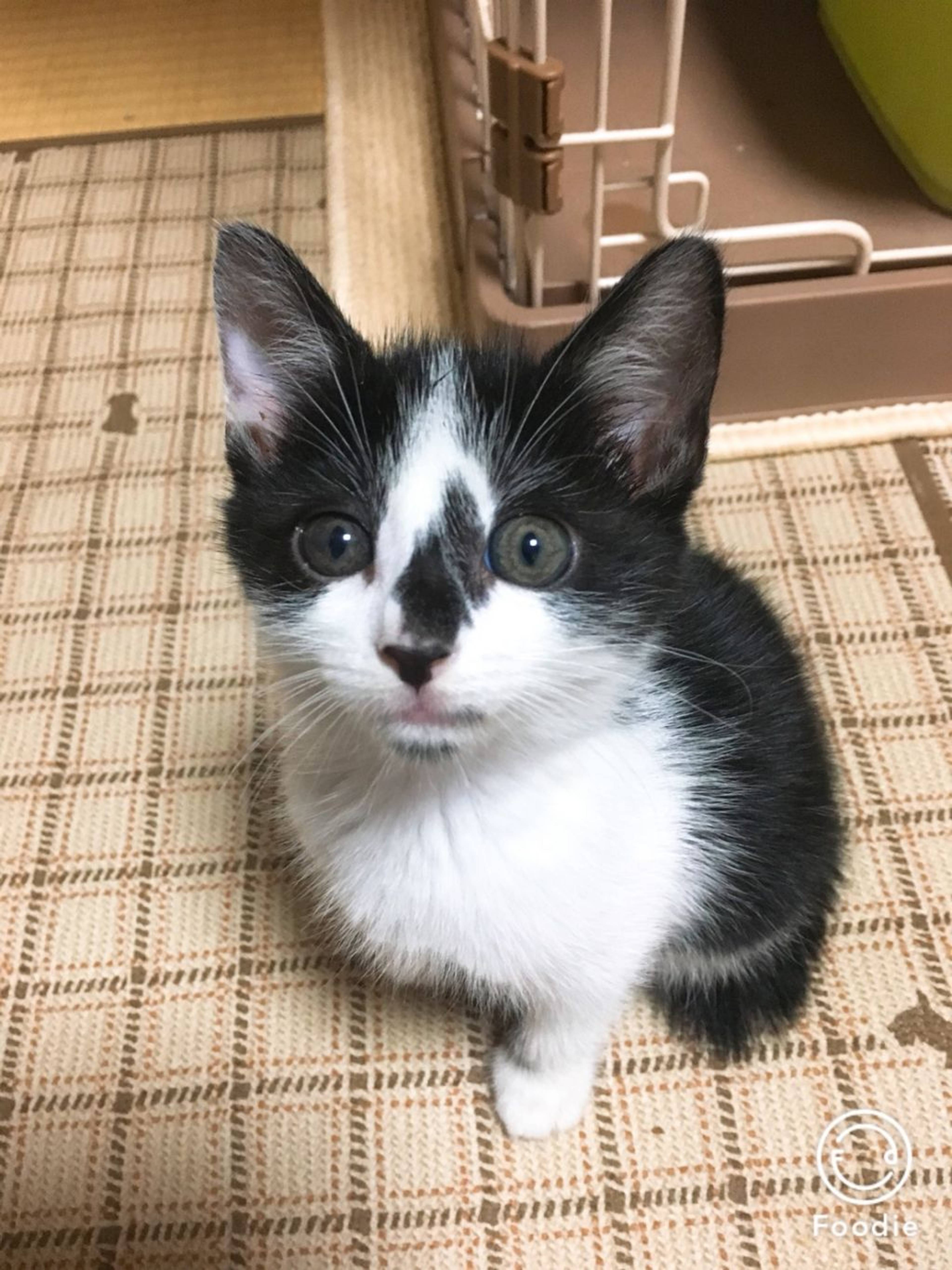 雑種（ミックス猫）・メスの里親募集の写真