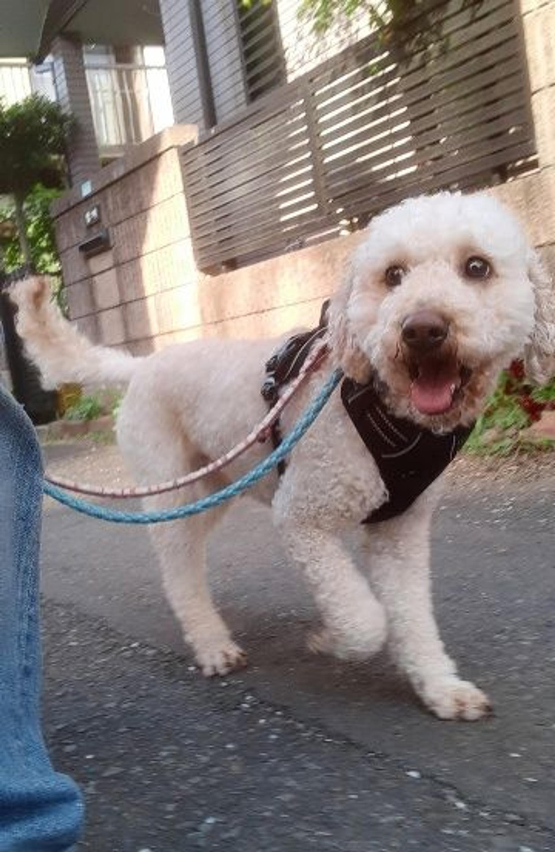 pet-image-4