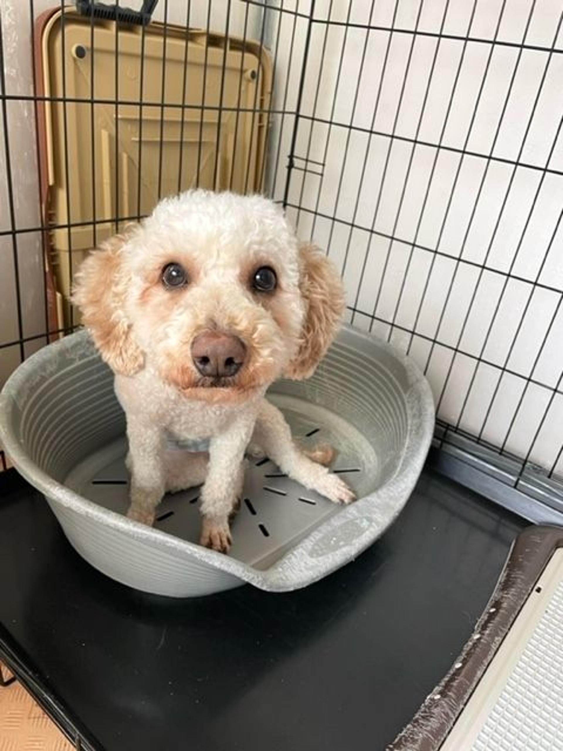 pet-image-6