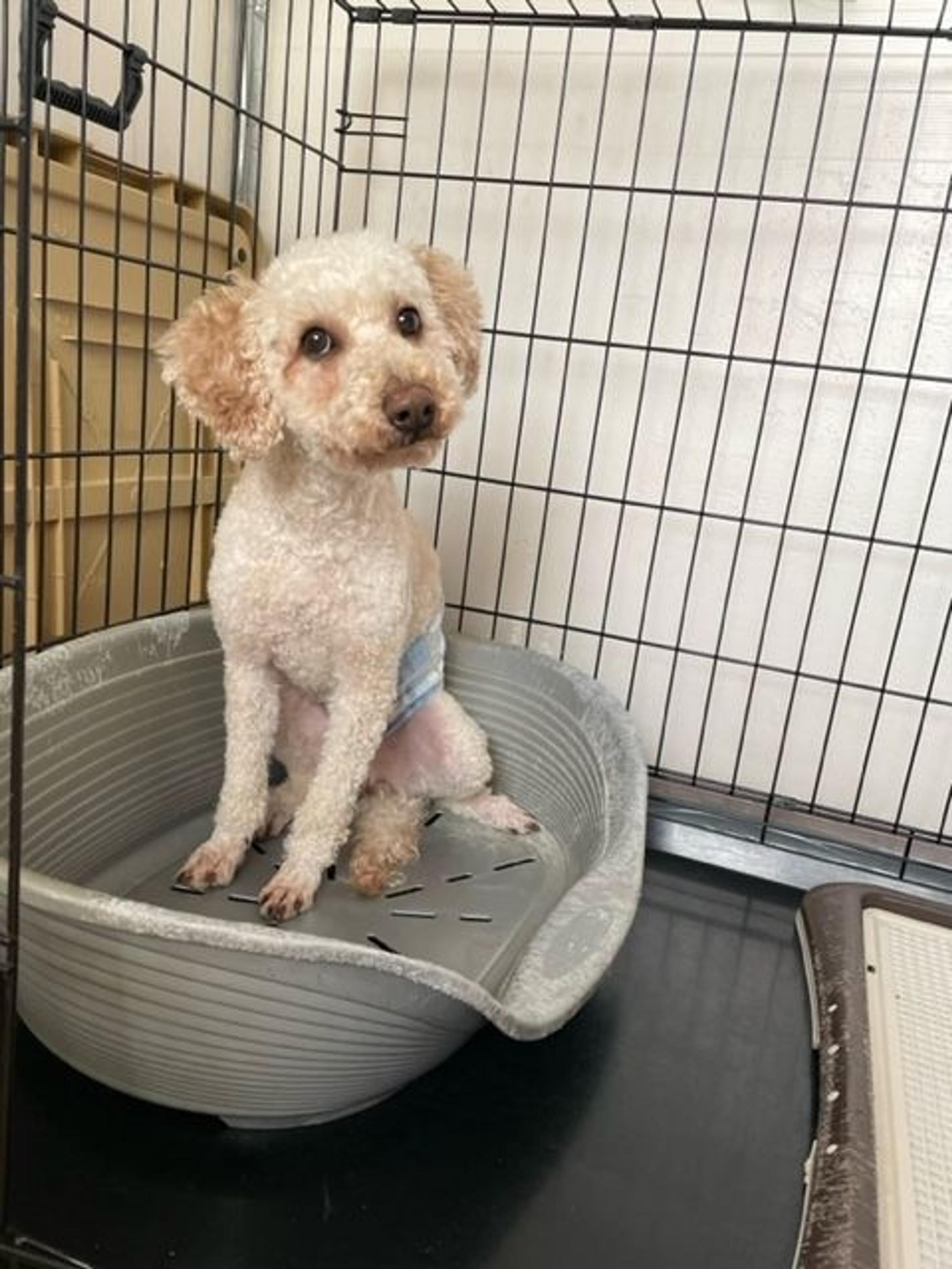 pet-image-7