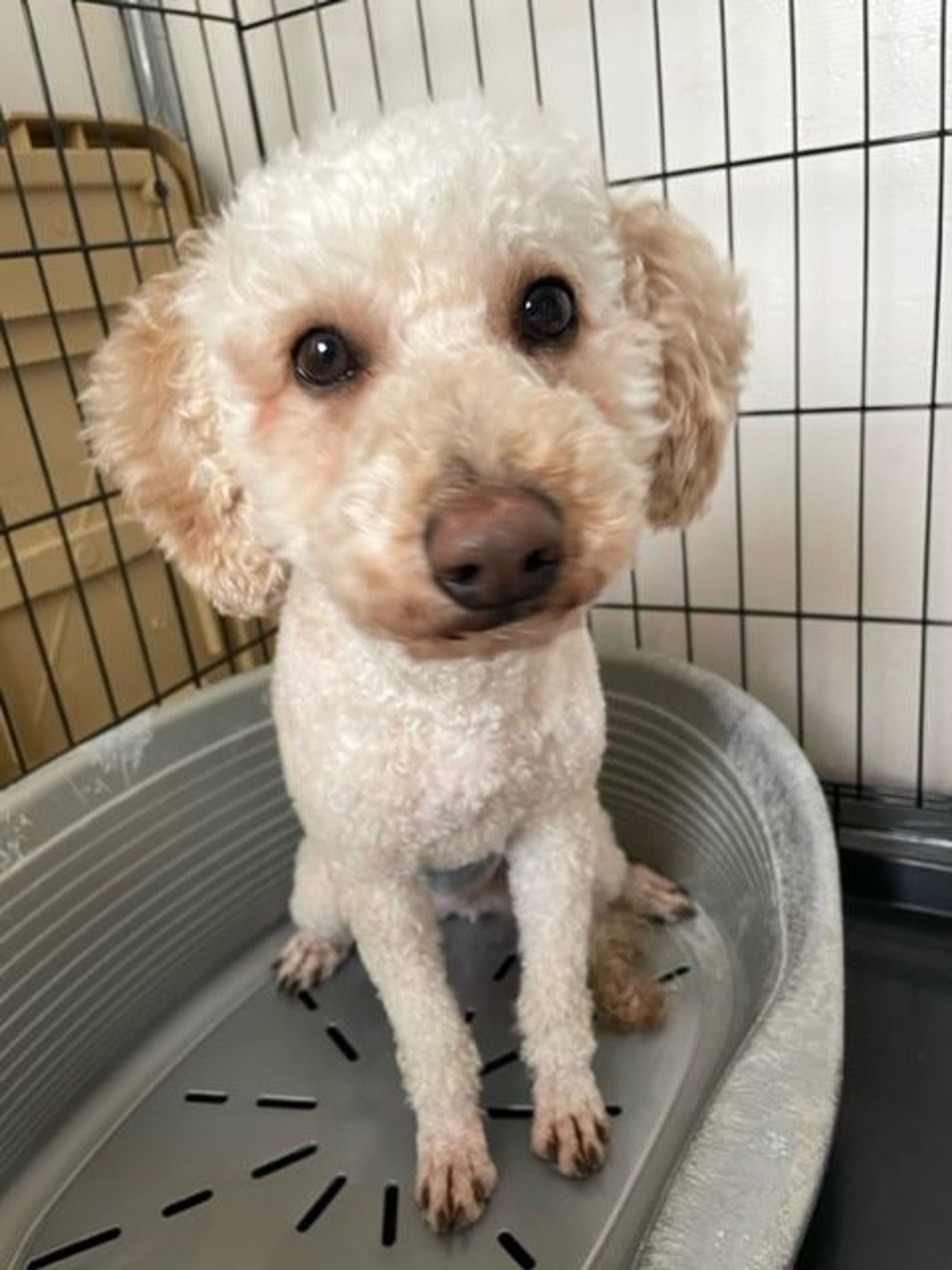 pet-image-8
