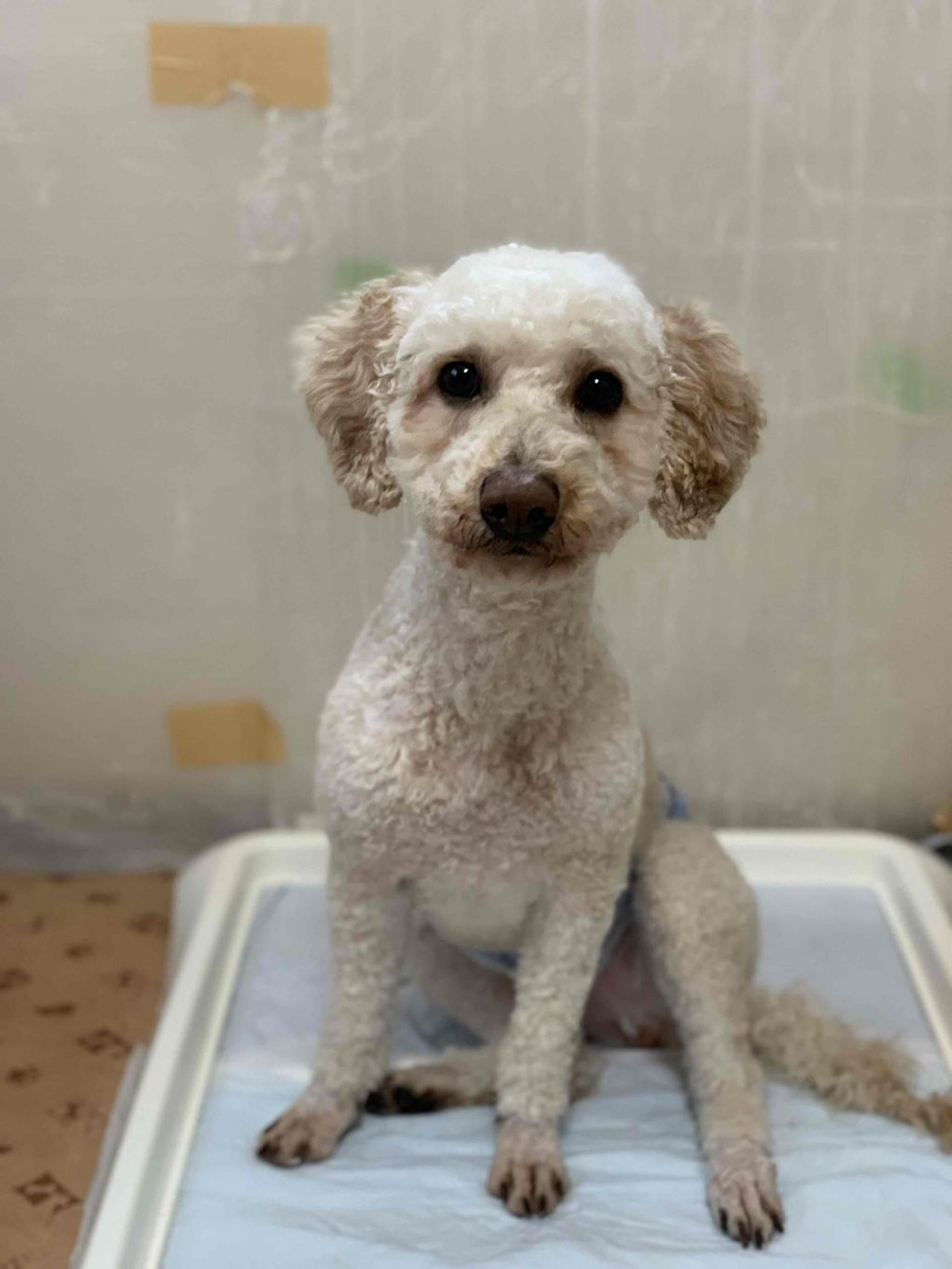 pet-image-10