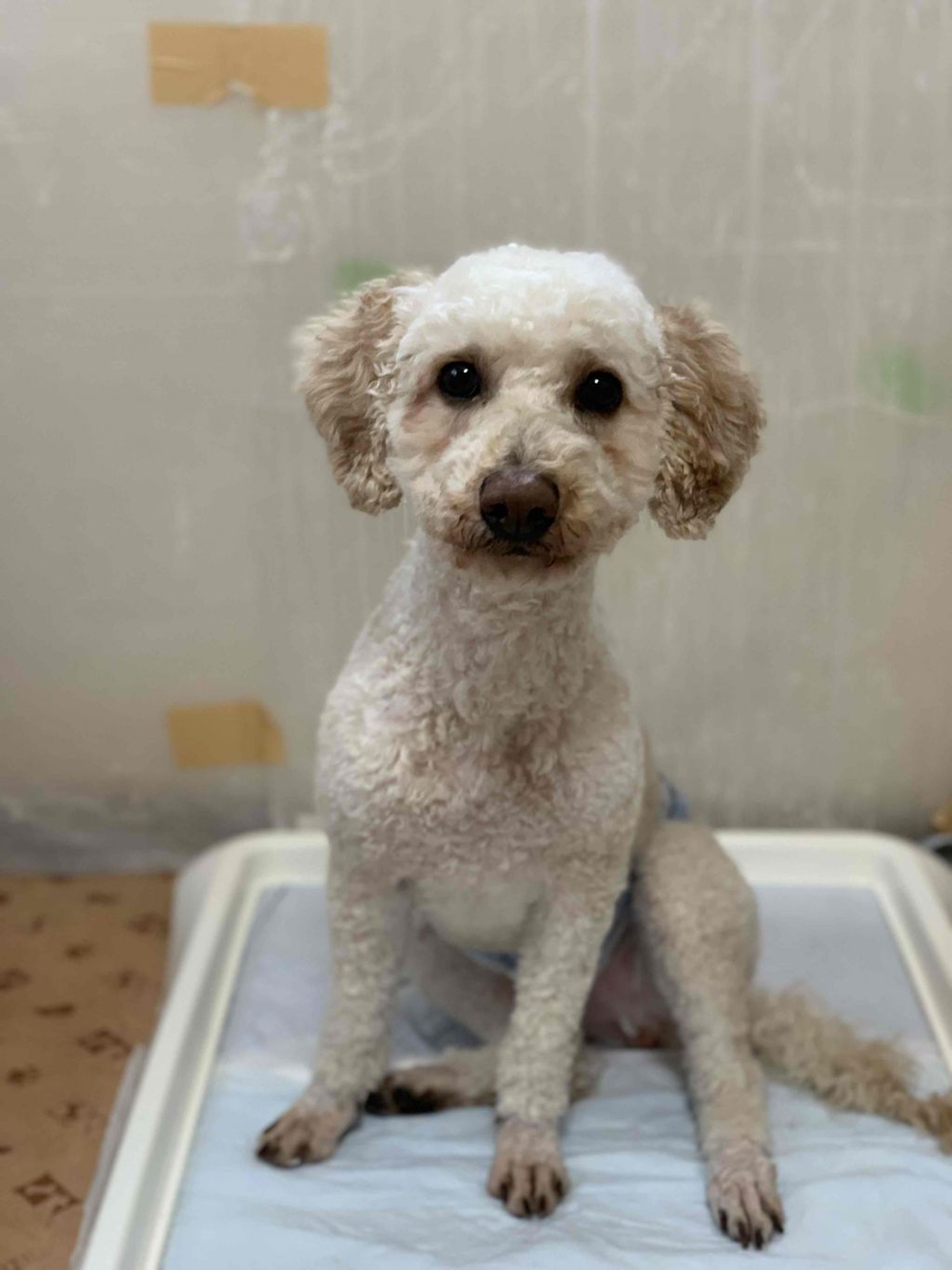 pet-image-10