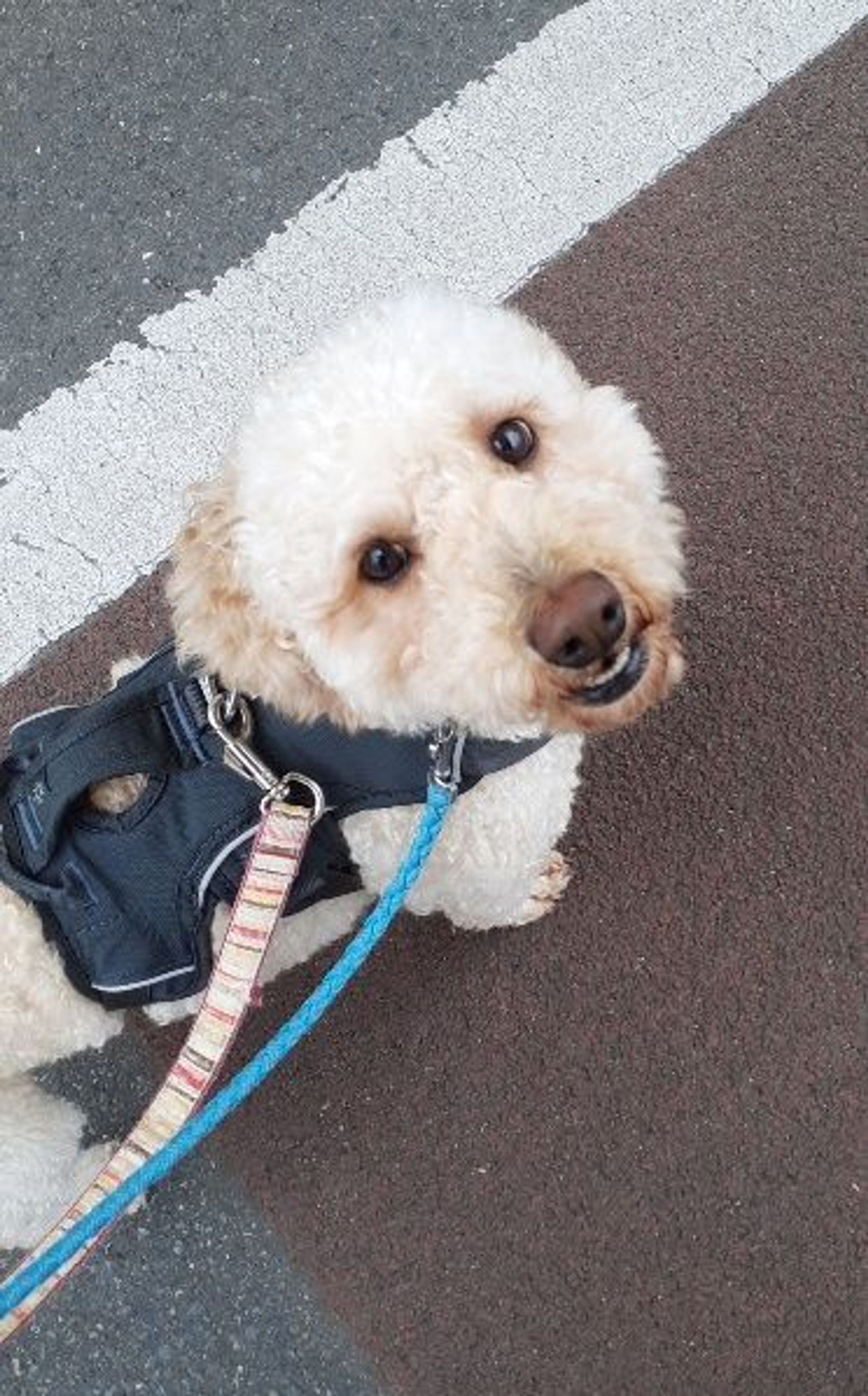 雑種（ミックス犬）・オスの里親募集の写真