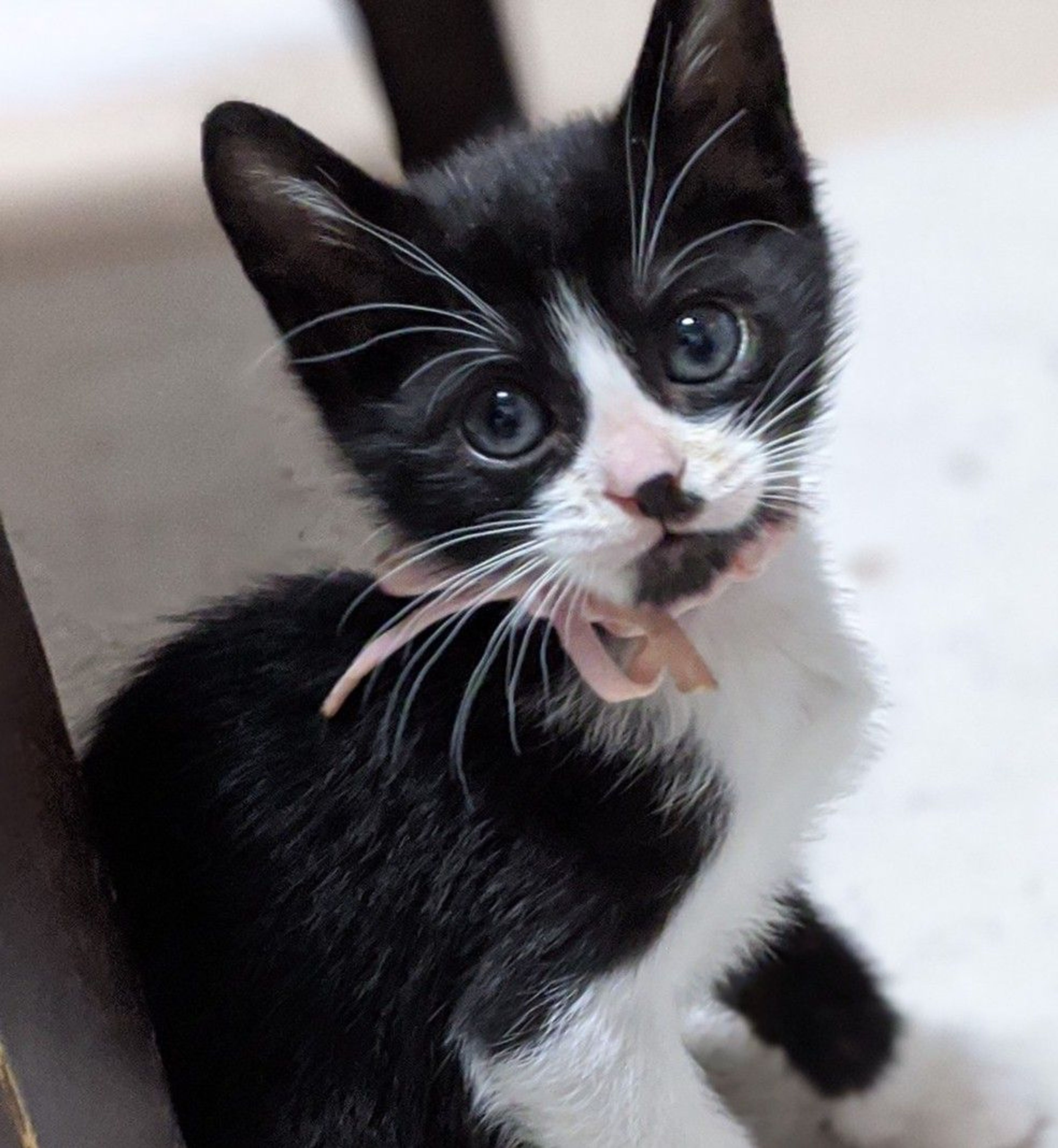 雑種（ミックス猫）・メスの里親募集の写真