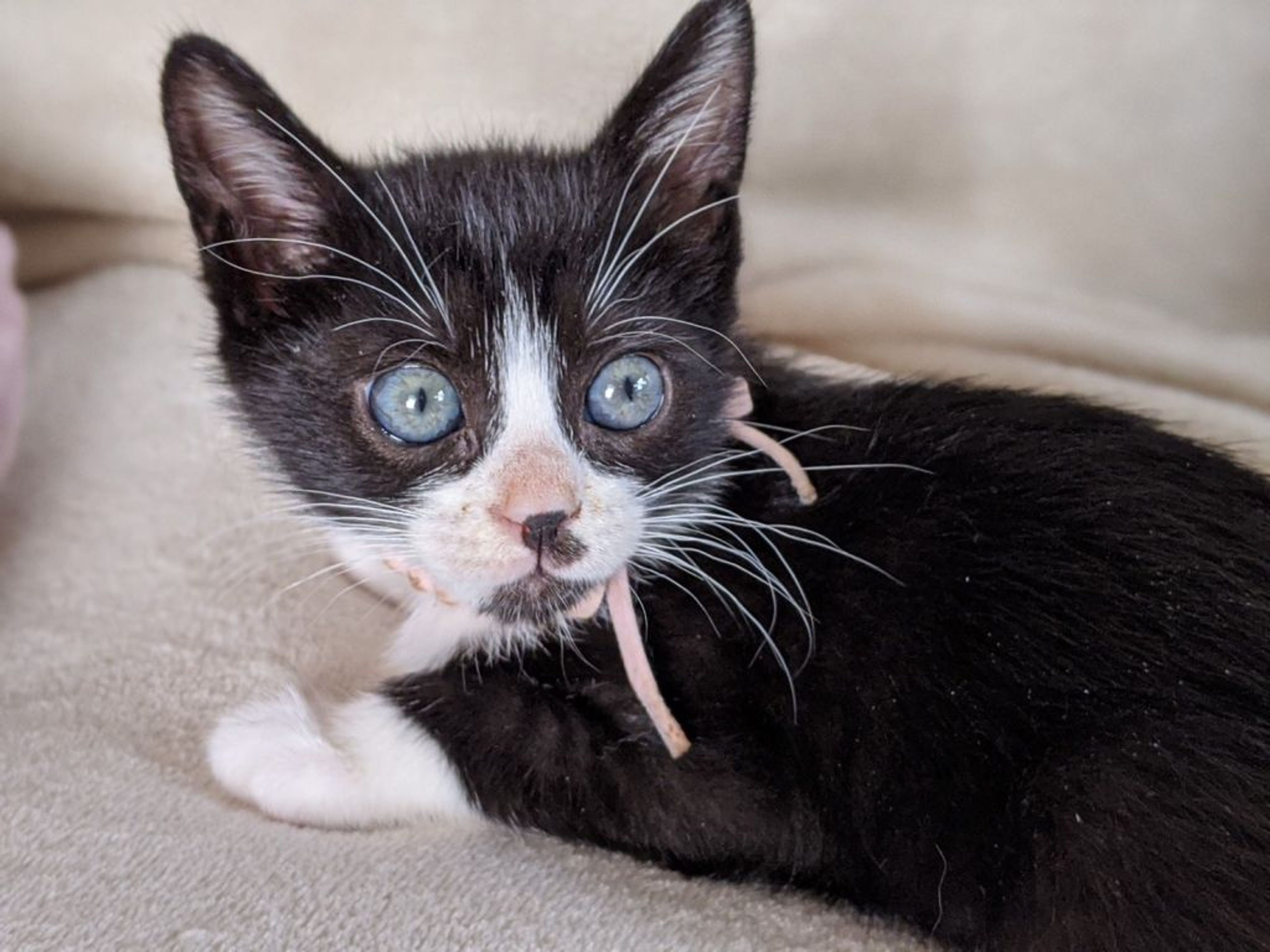pet-image-3