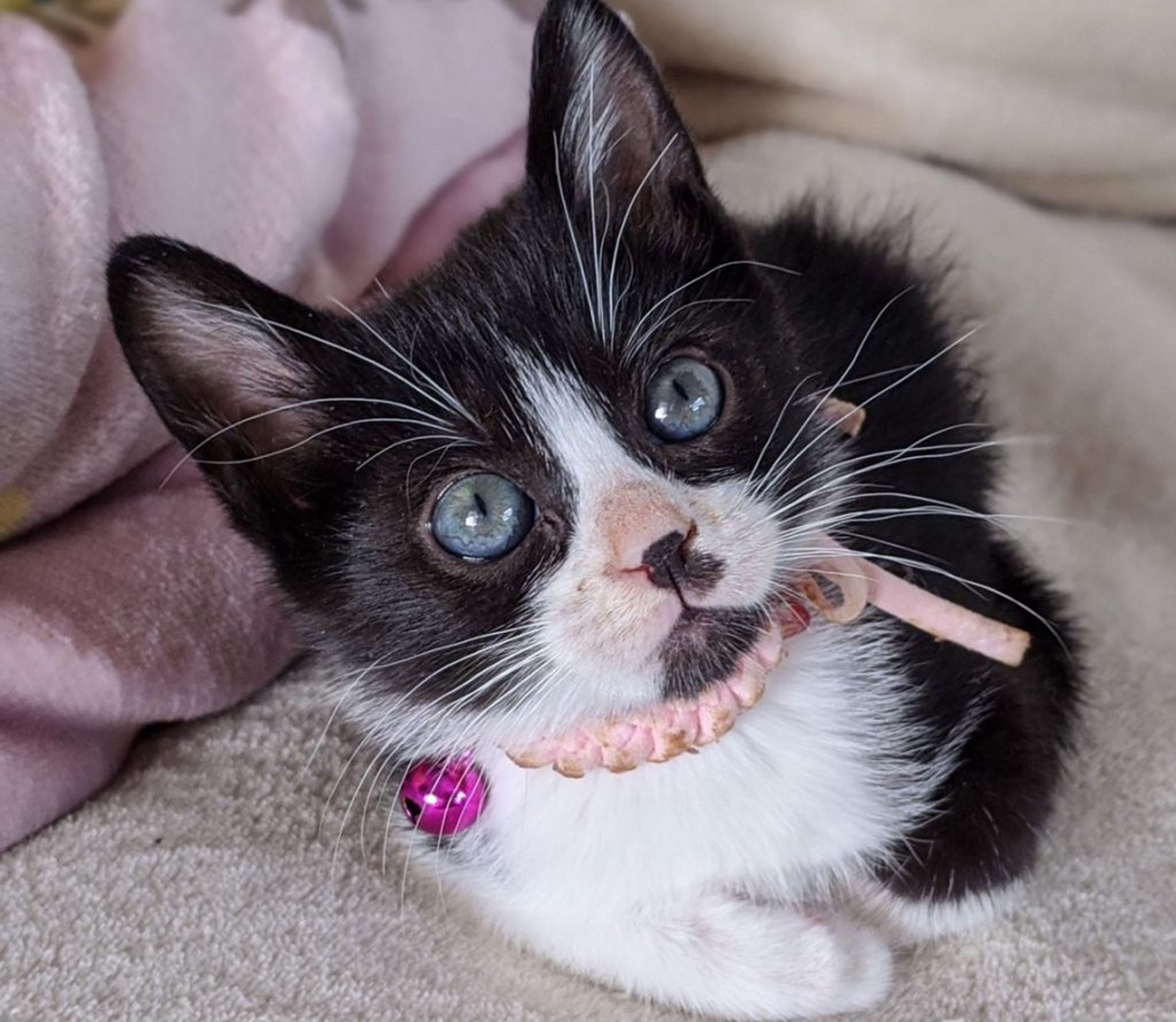 pet-image-4