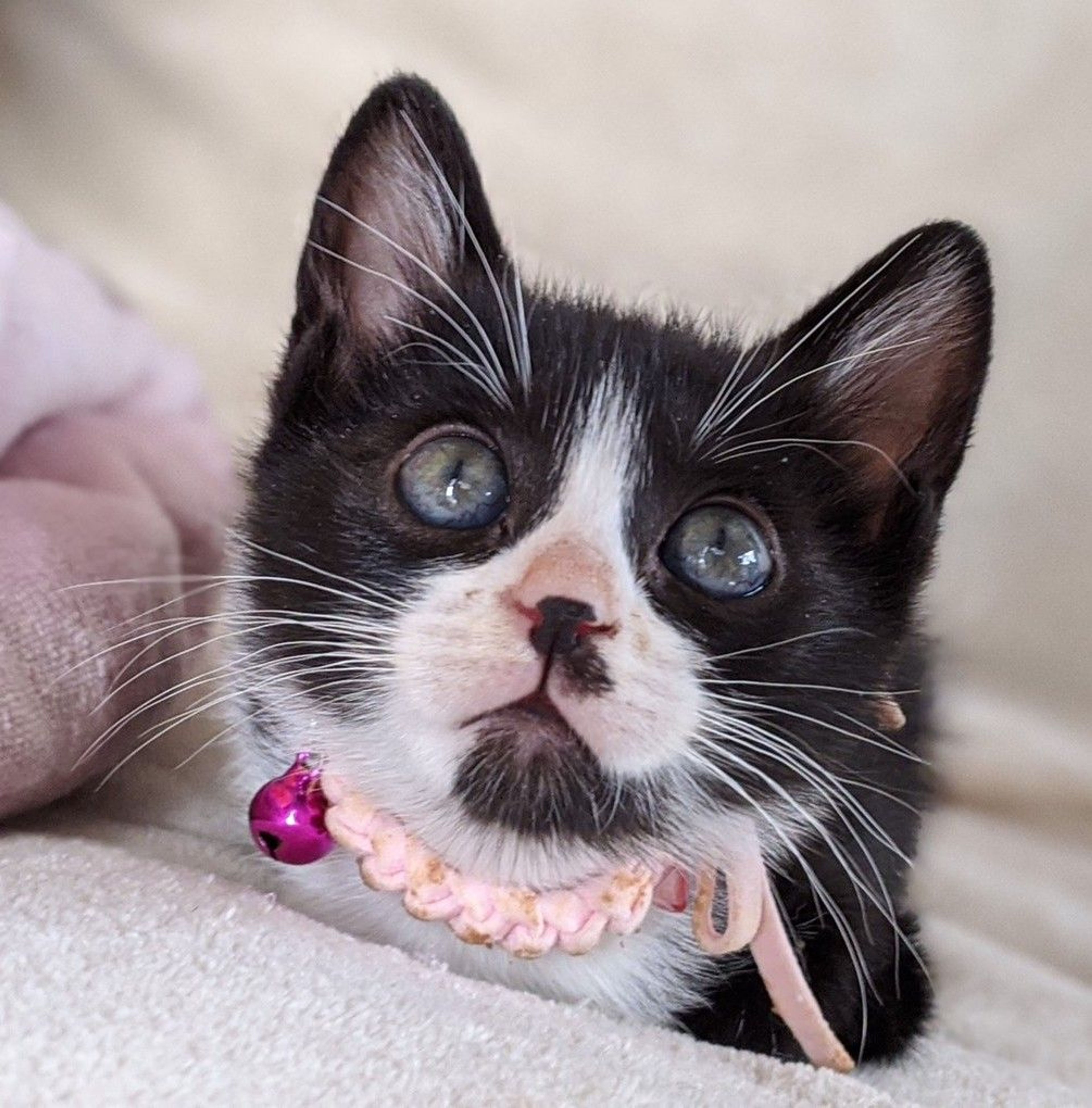 pet-image-5