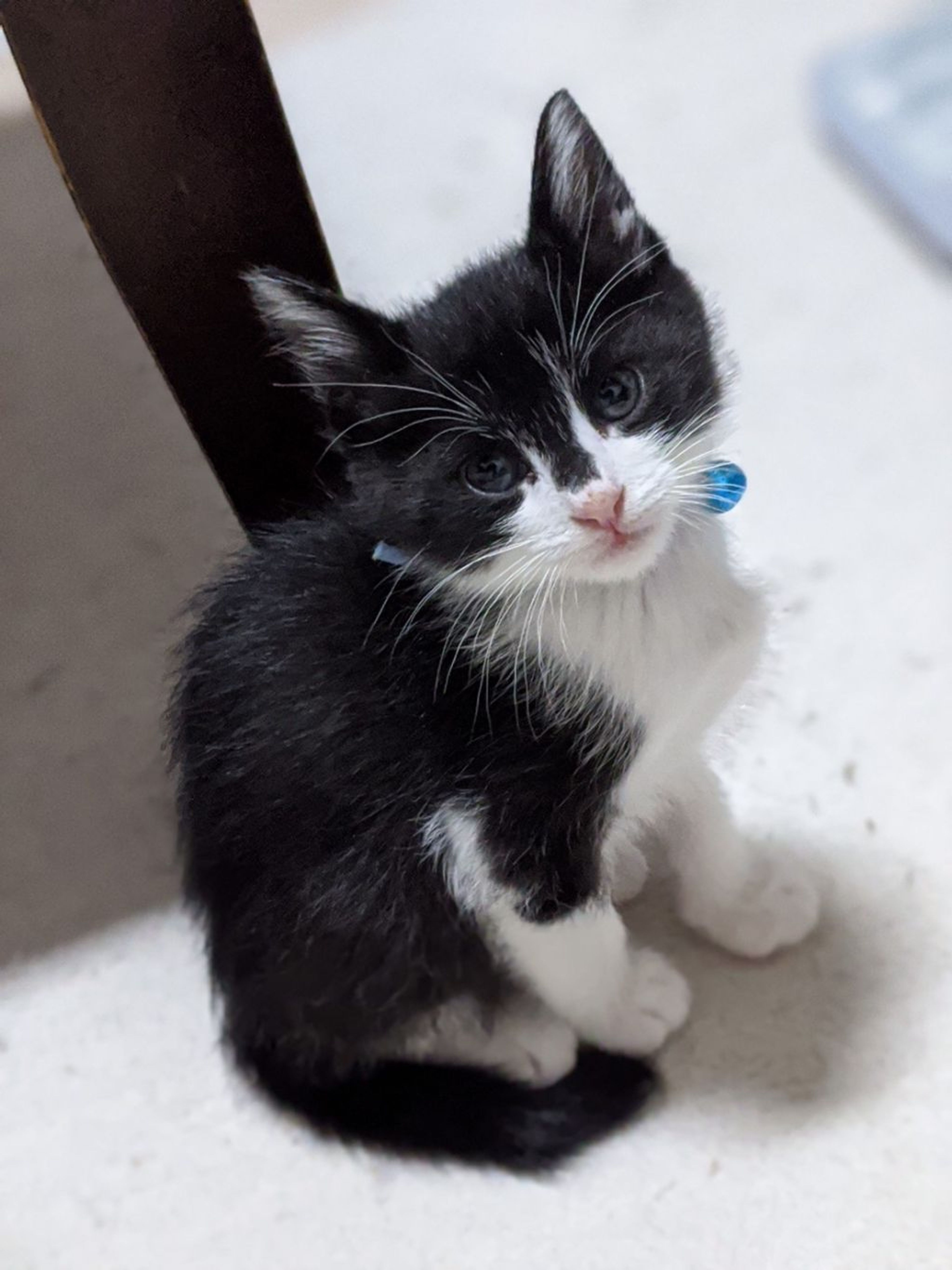pet-image-4