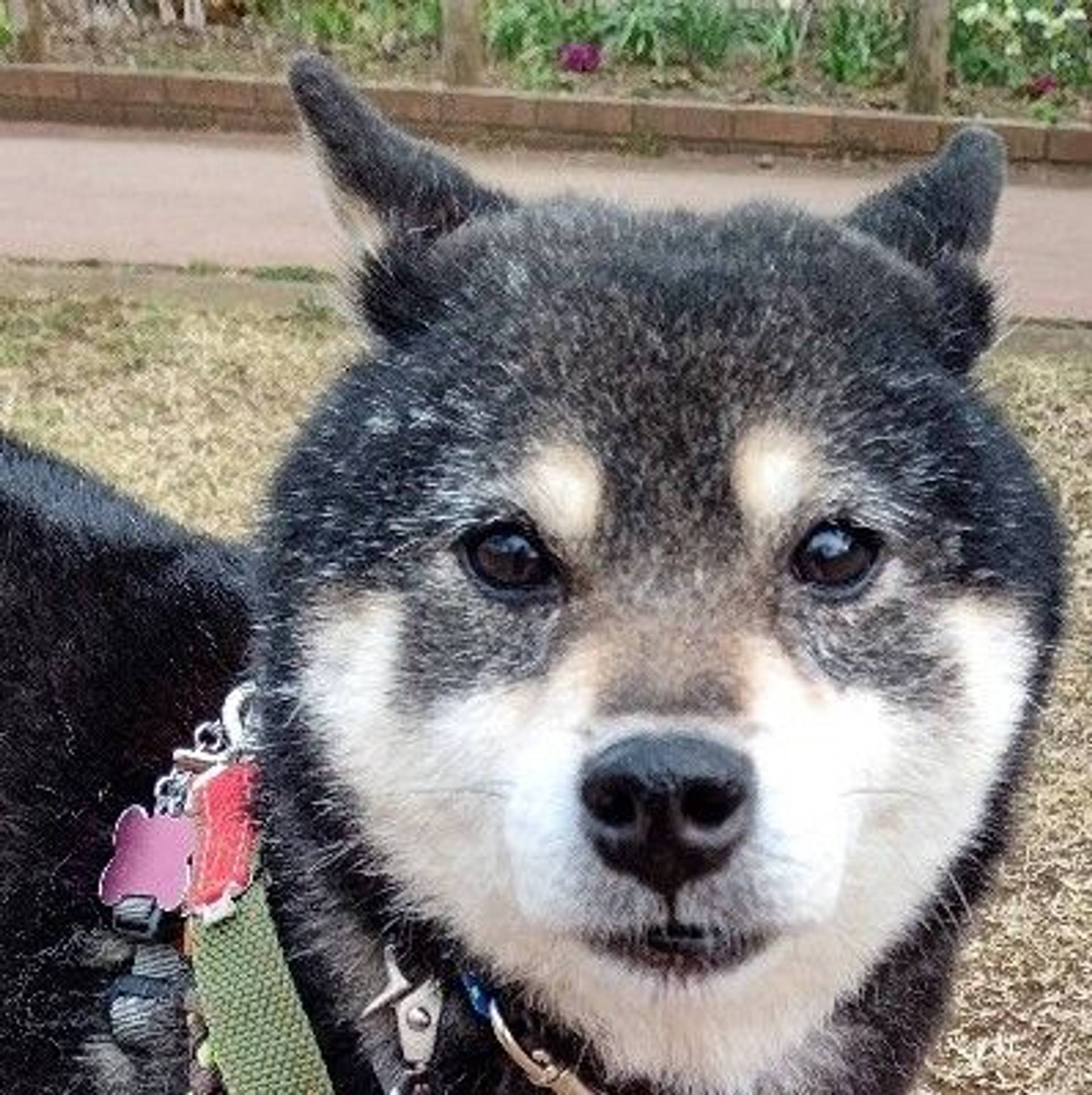 柴犬・メスの里親募集の写真