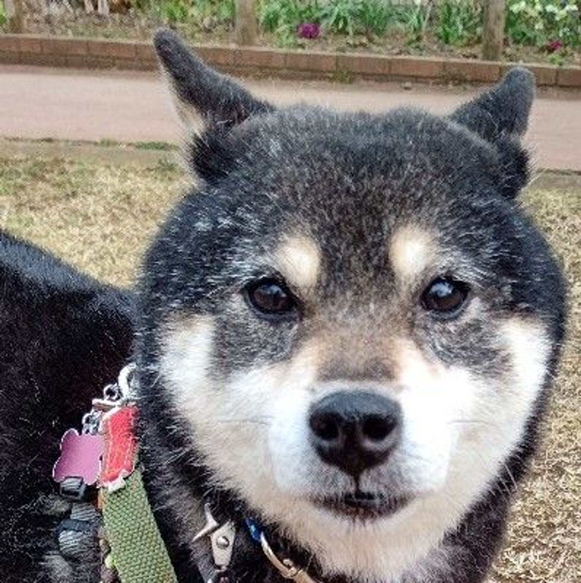 柴犬・メスの里親募集の写真