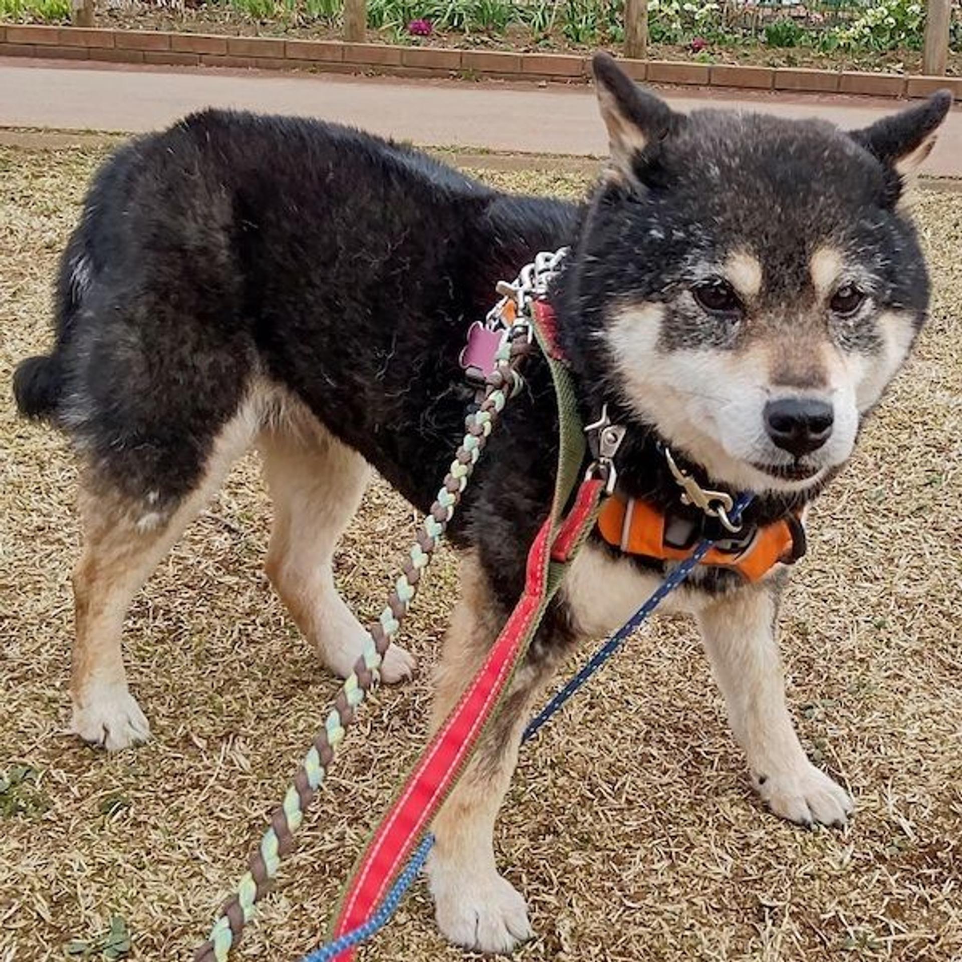 pet-image-2