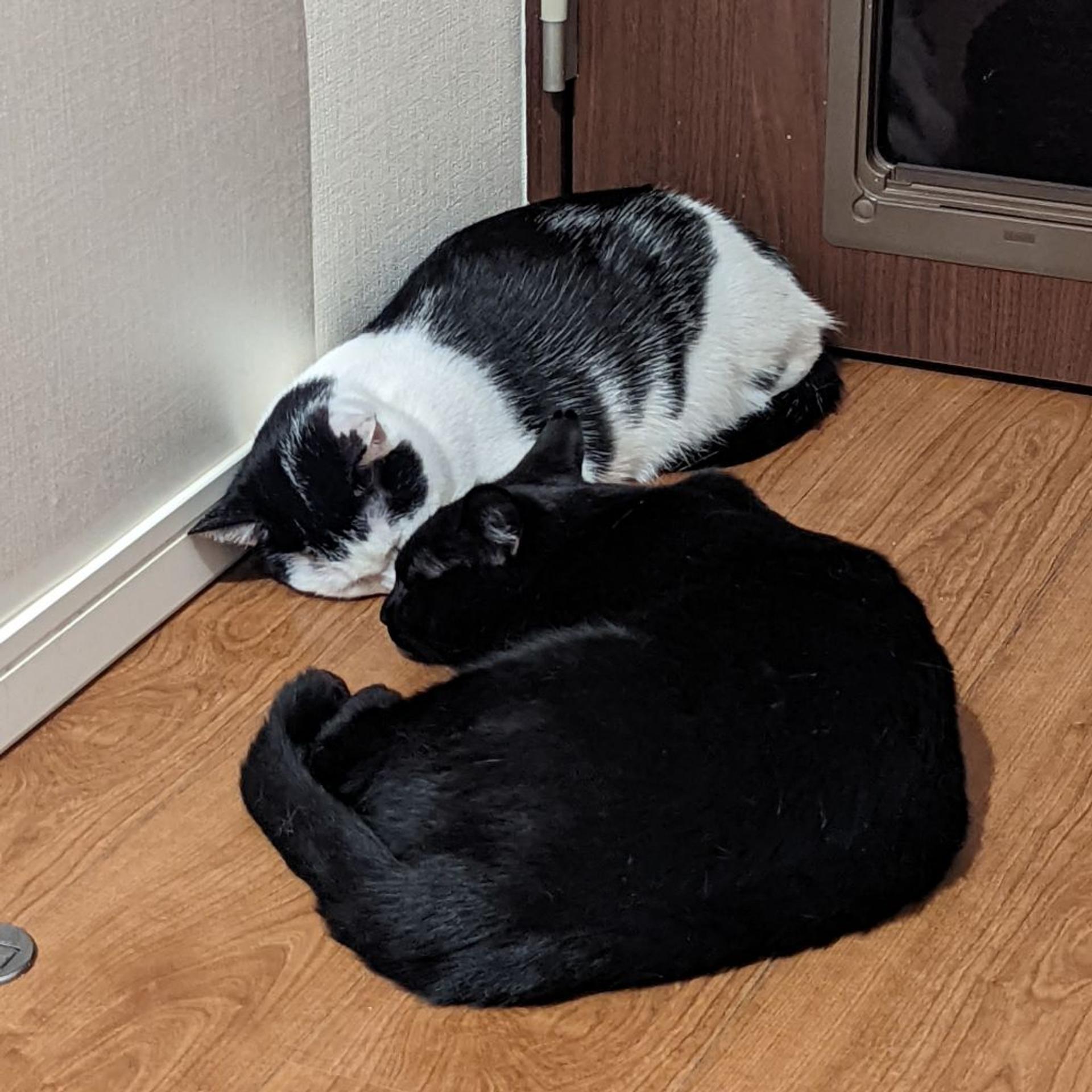 pet-image-5