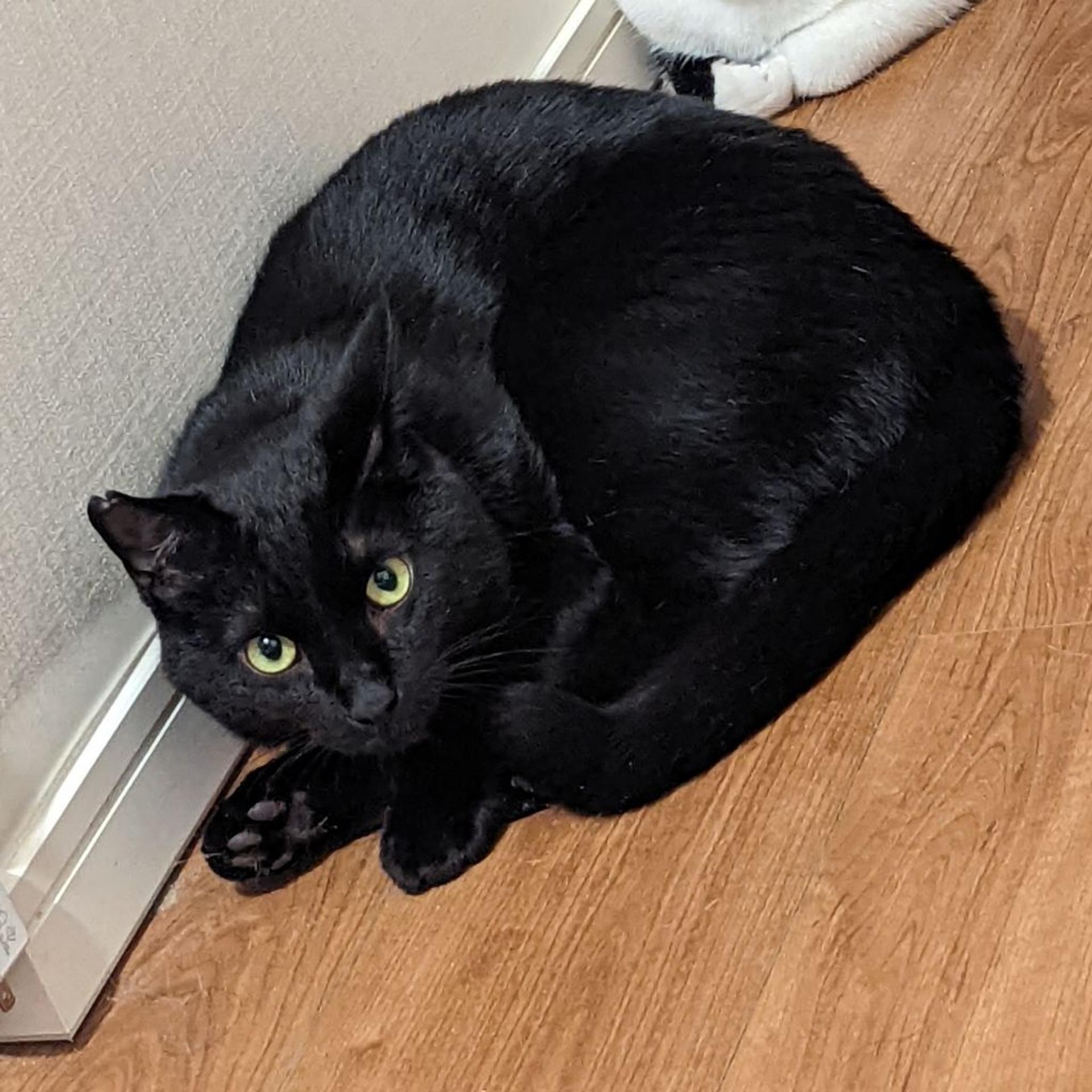 pet-image-2