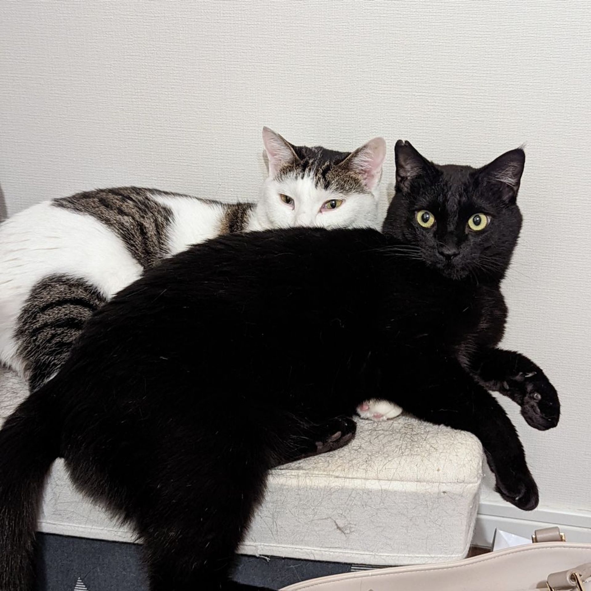 雑種（ミックス猫）・オスの里親募集の写真