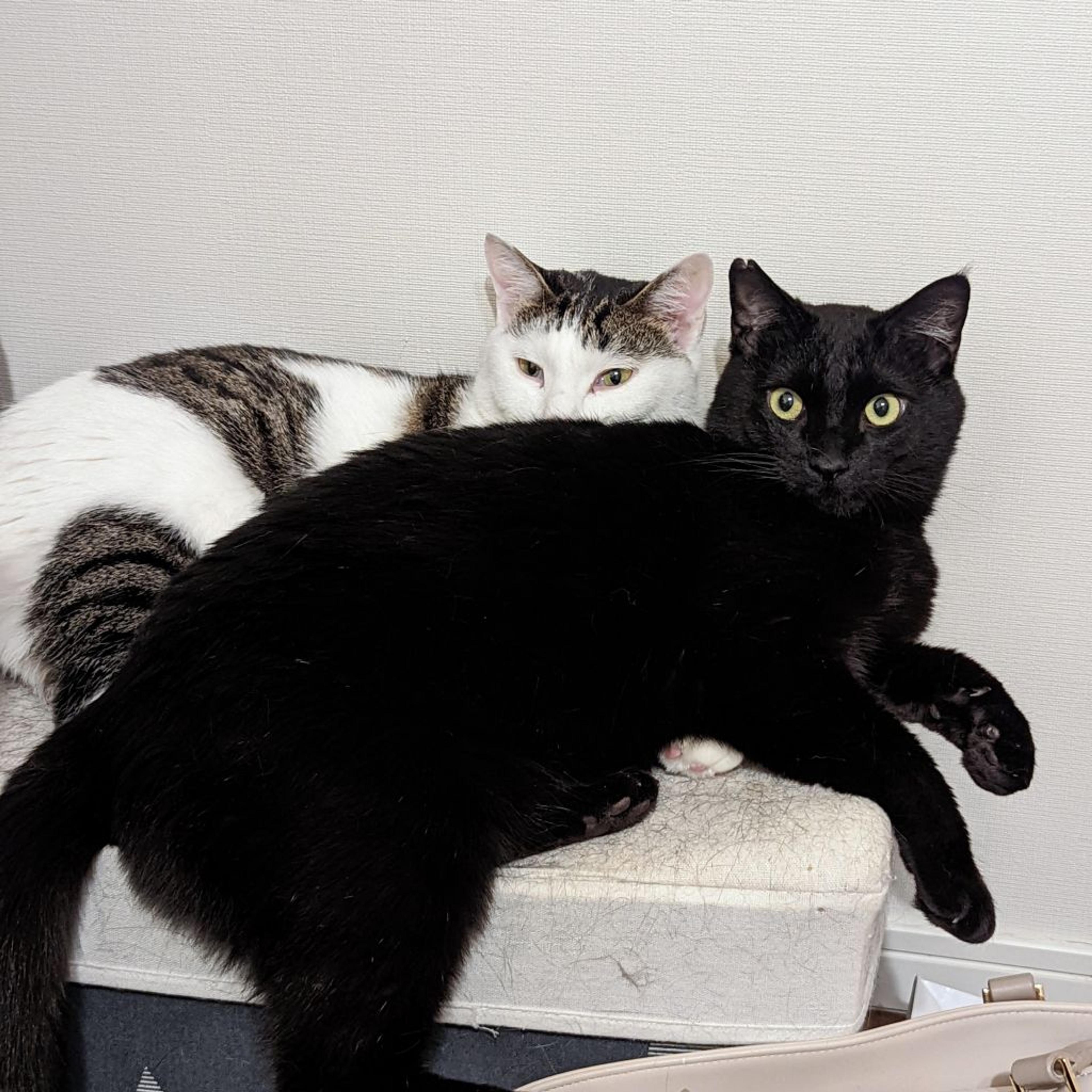 pet-image-3