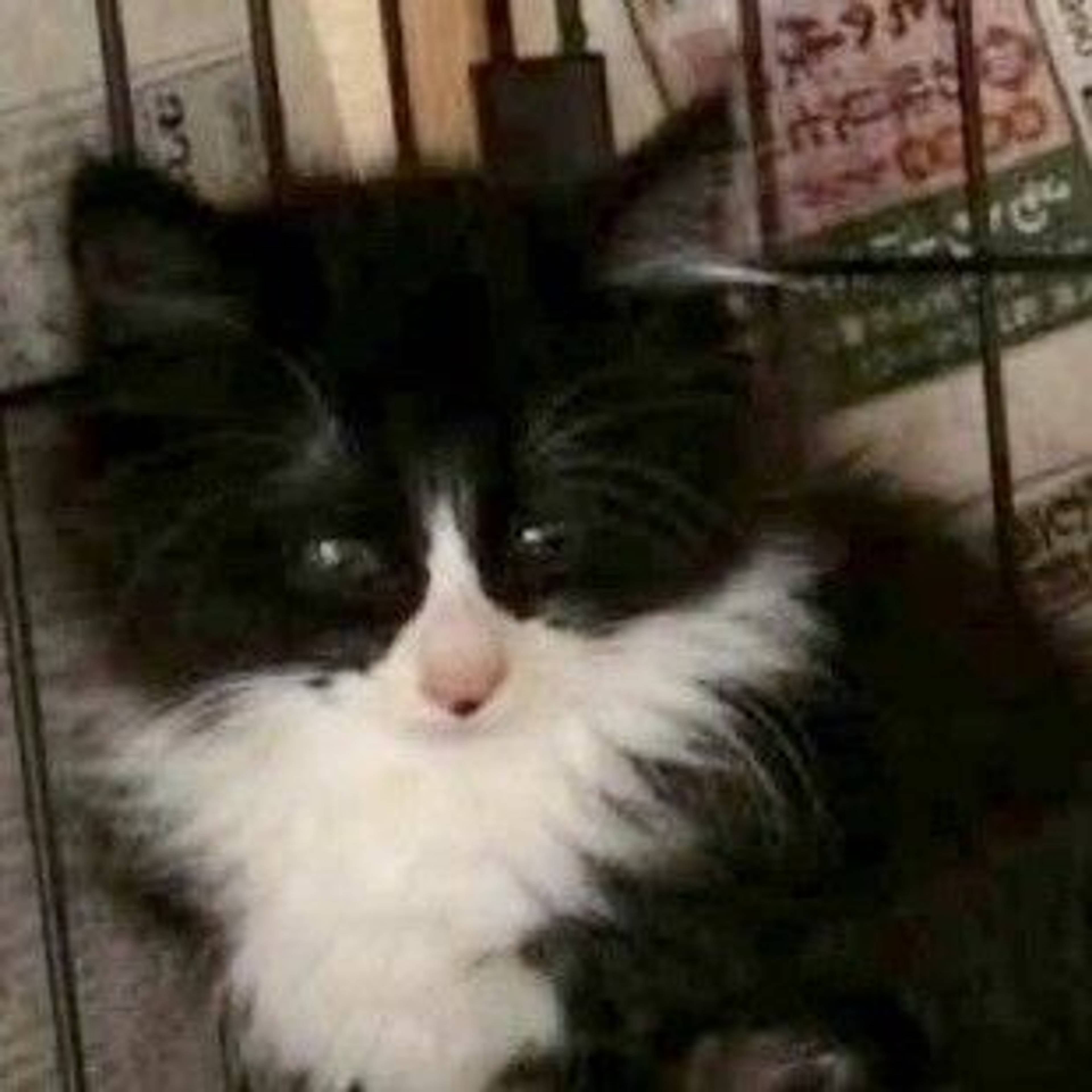 雑種（ミックス猫）・オスの里親募集の写真