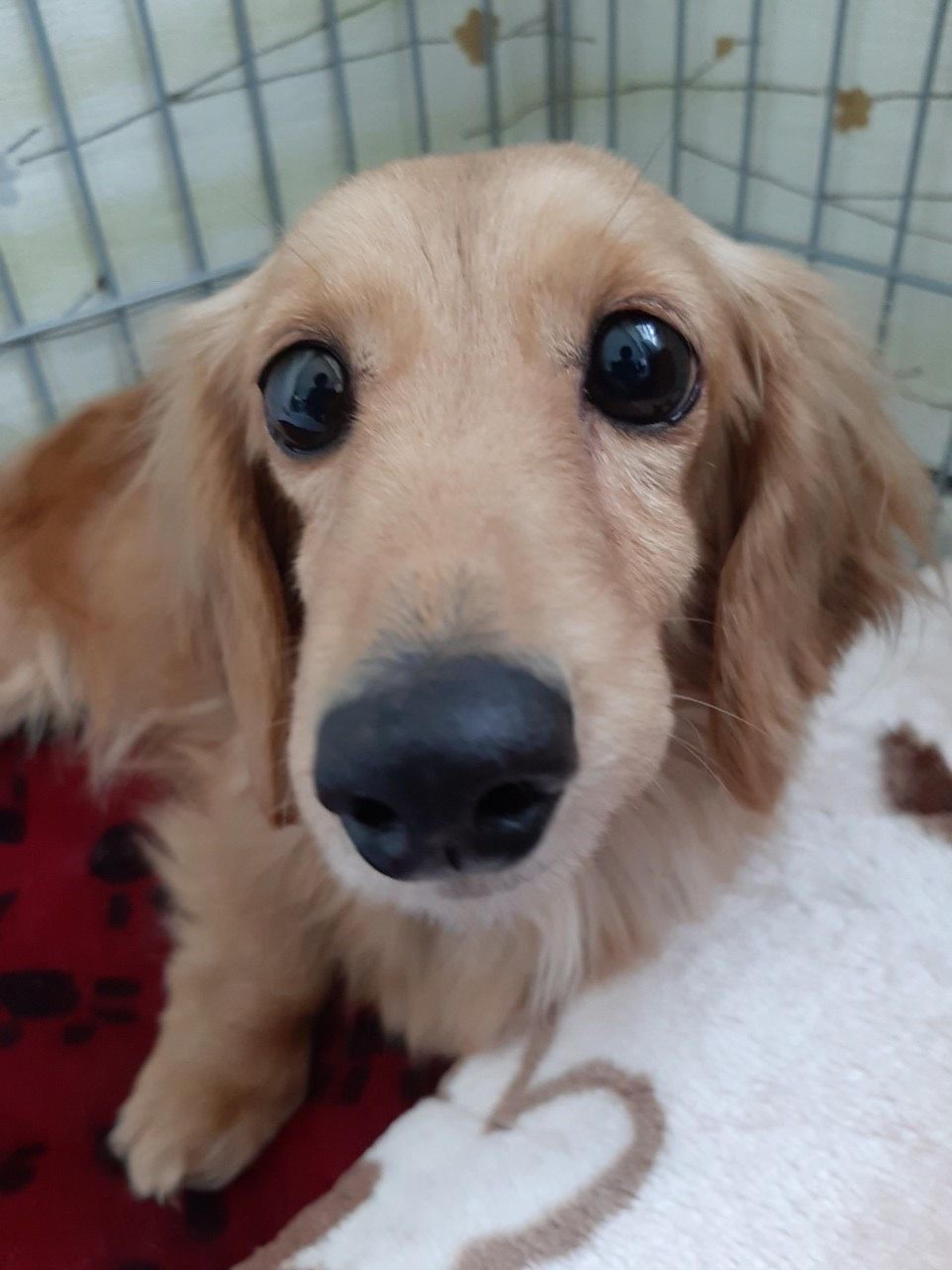 pet-image-5