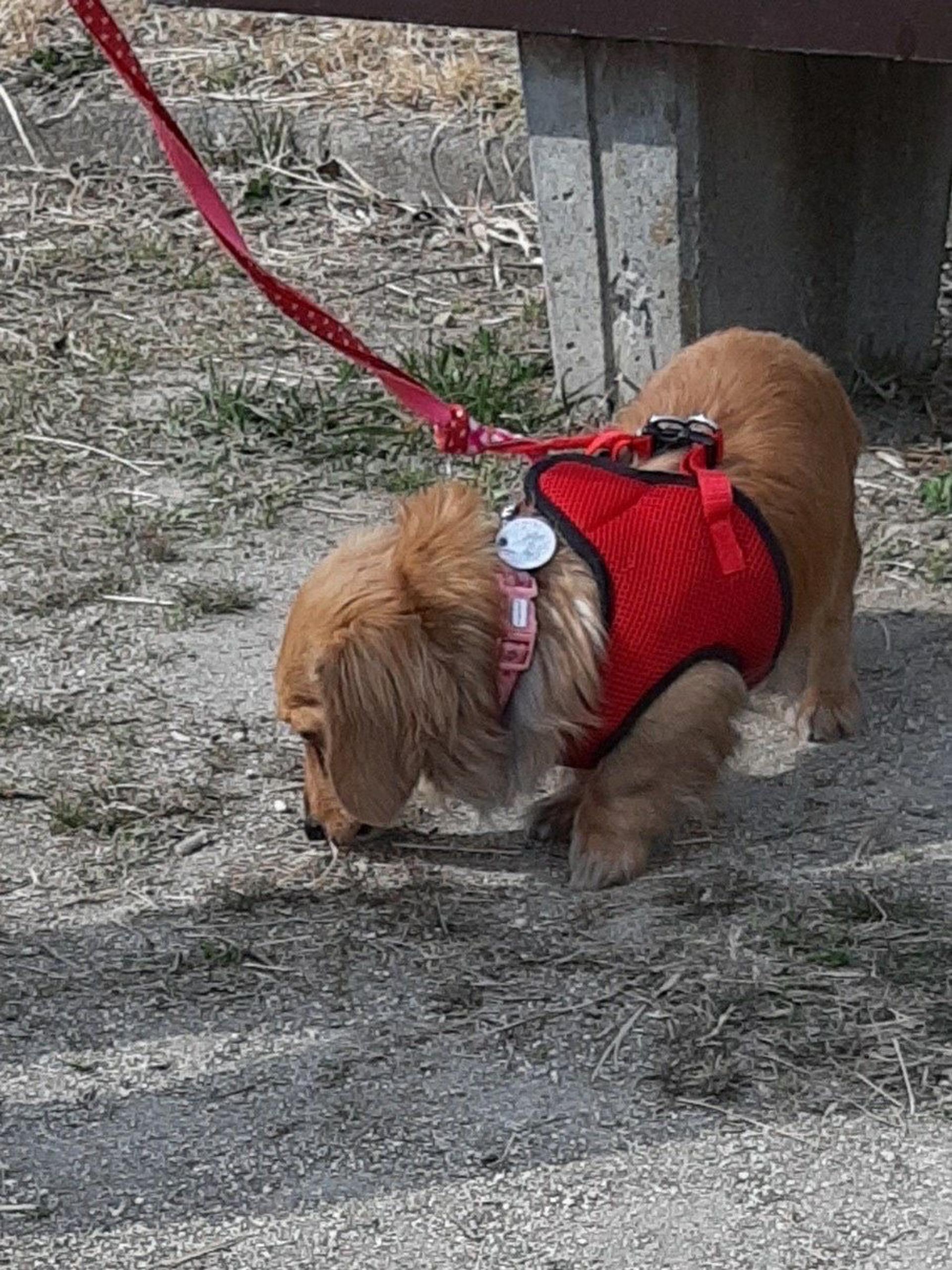 pet-image-9