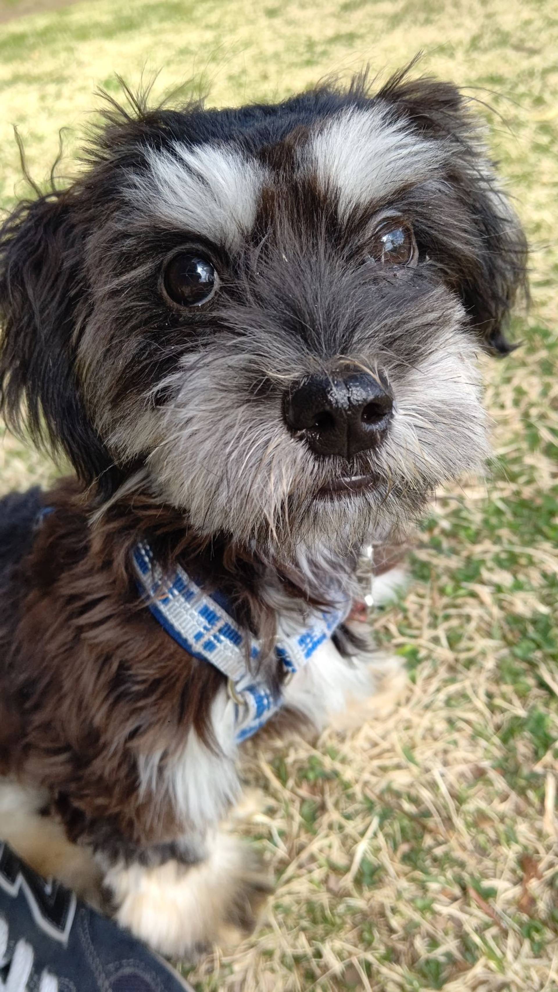 雑種（ミックス犬）・オスの里親募集の写真
