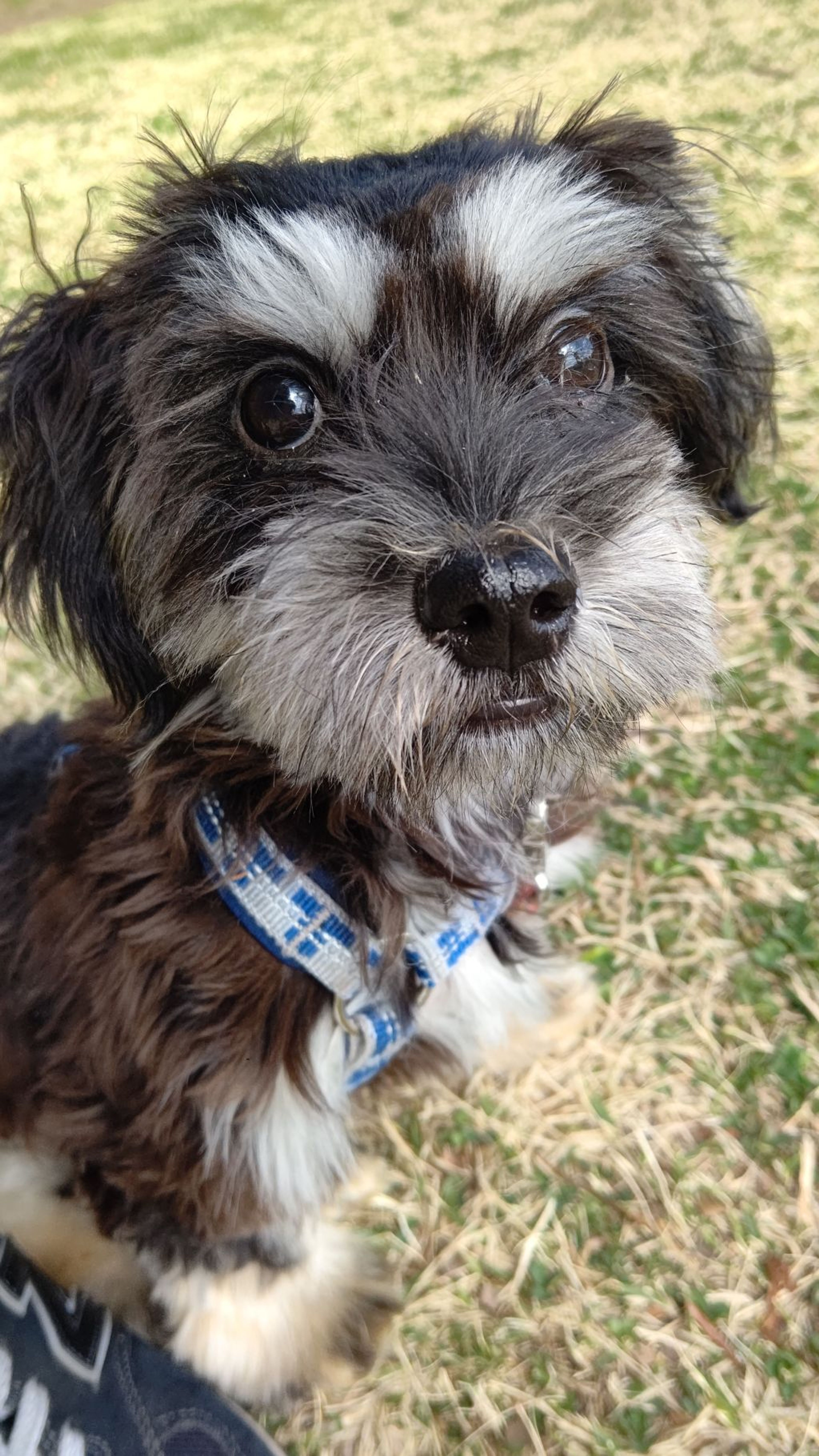 雑種（ミックス犬）・オスの里親募集の写真