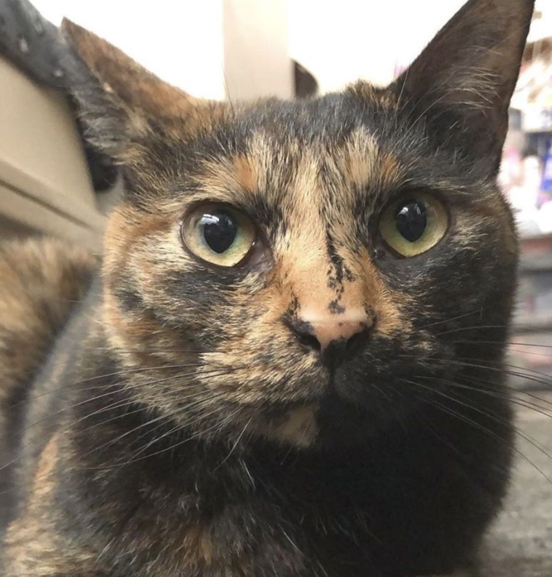 雑種（ミックス猫）・メスの里親募集の写真