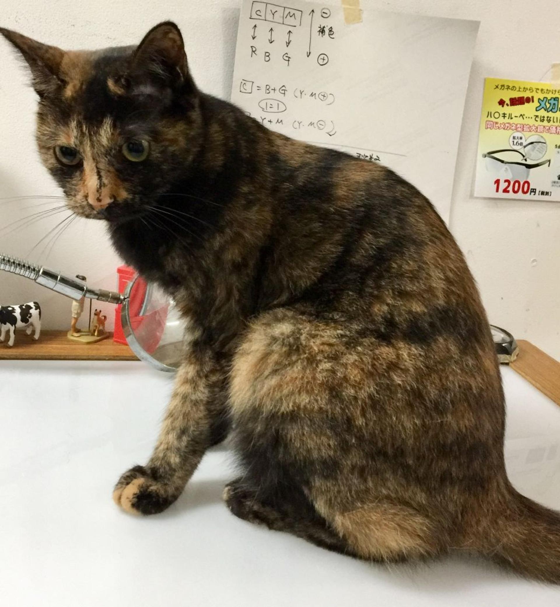 pet-image-5