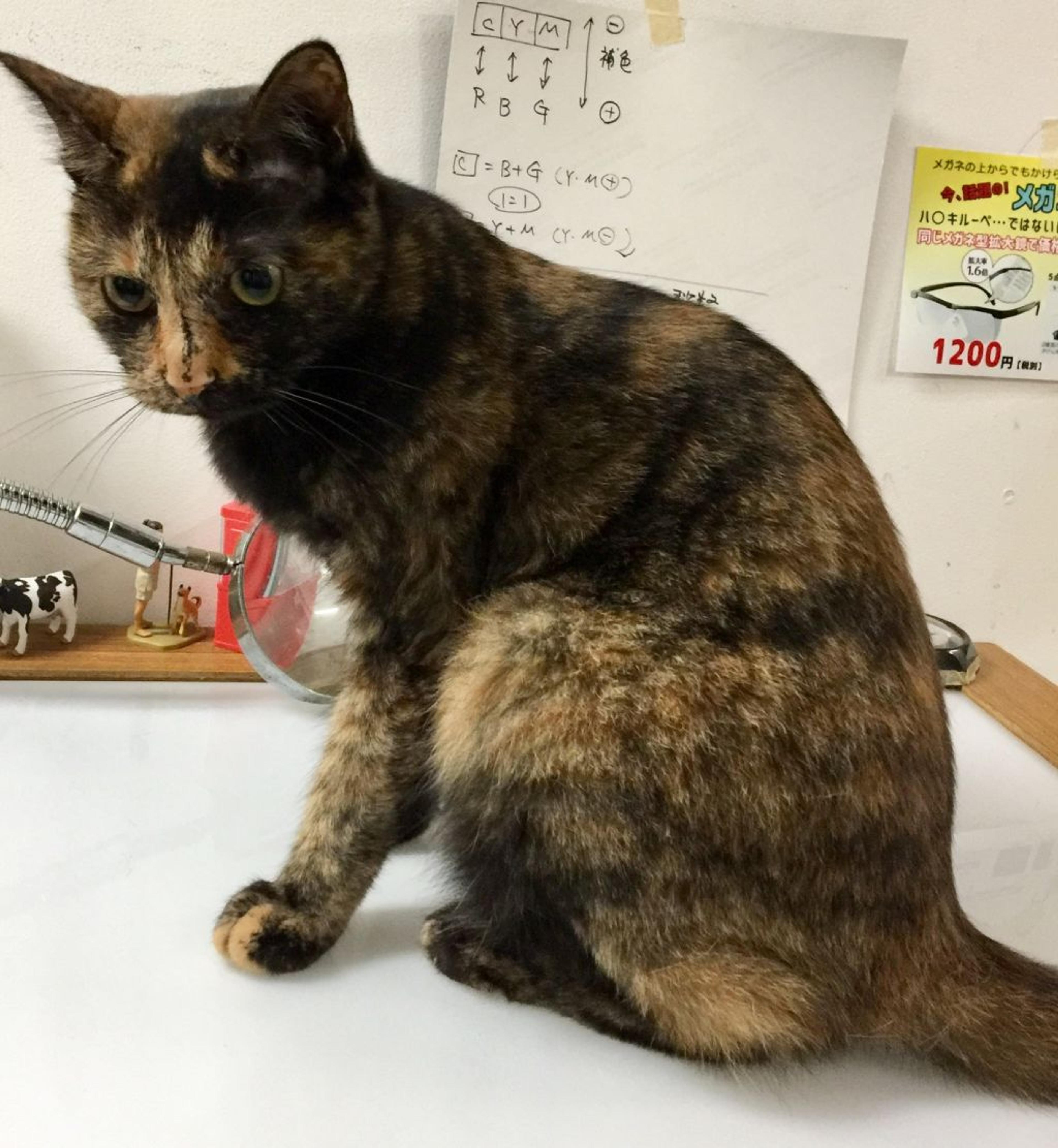 pet-image-5