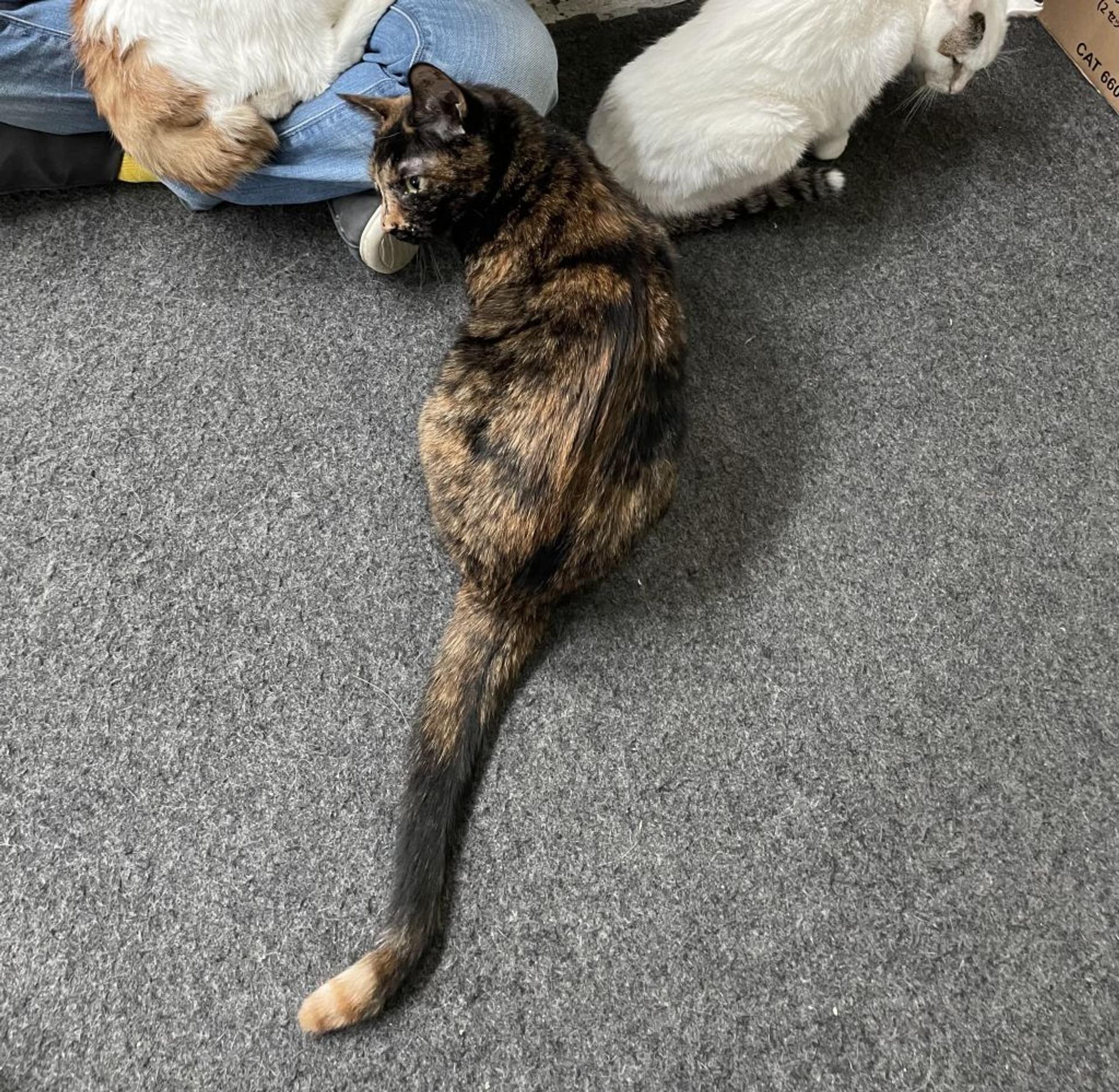 pet-image-7