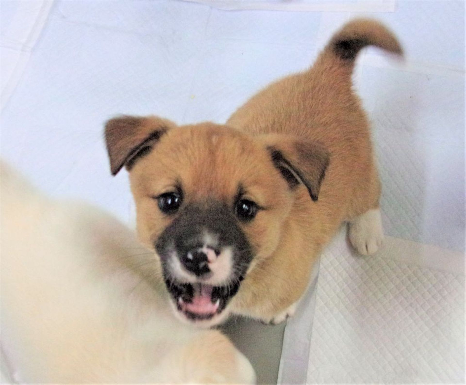 雑種（ミックス犬）・オスの里親募集の写真