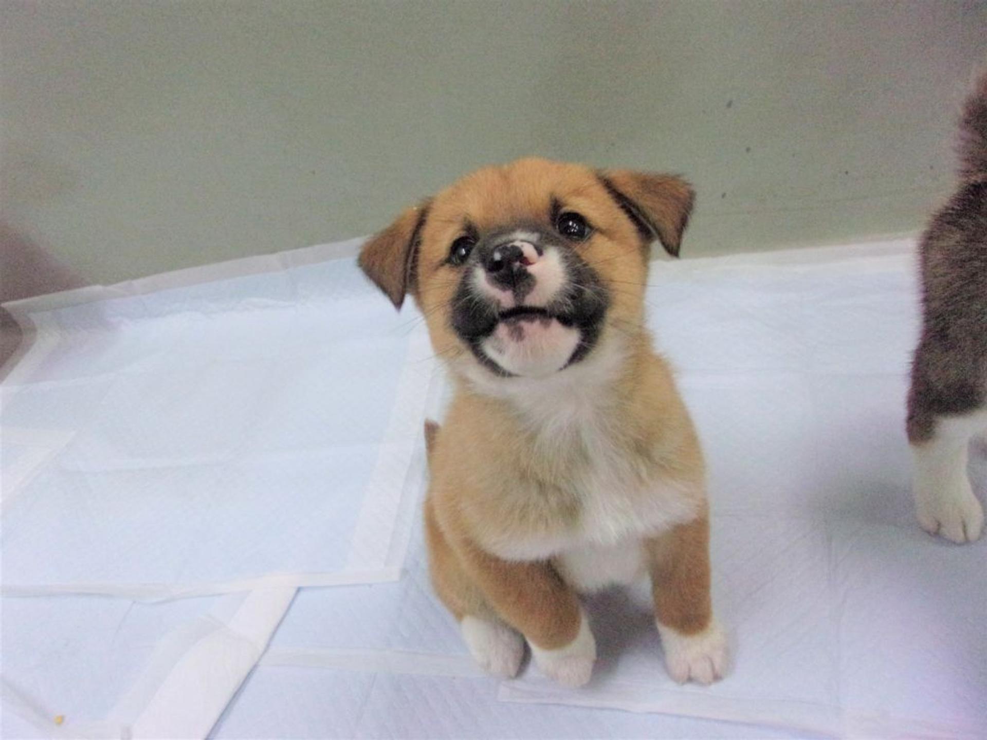pet-image-3