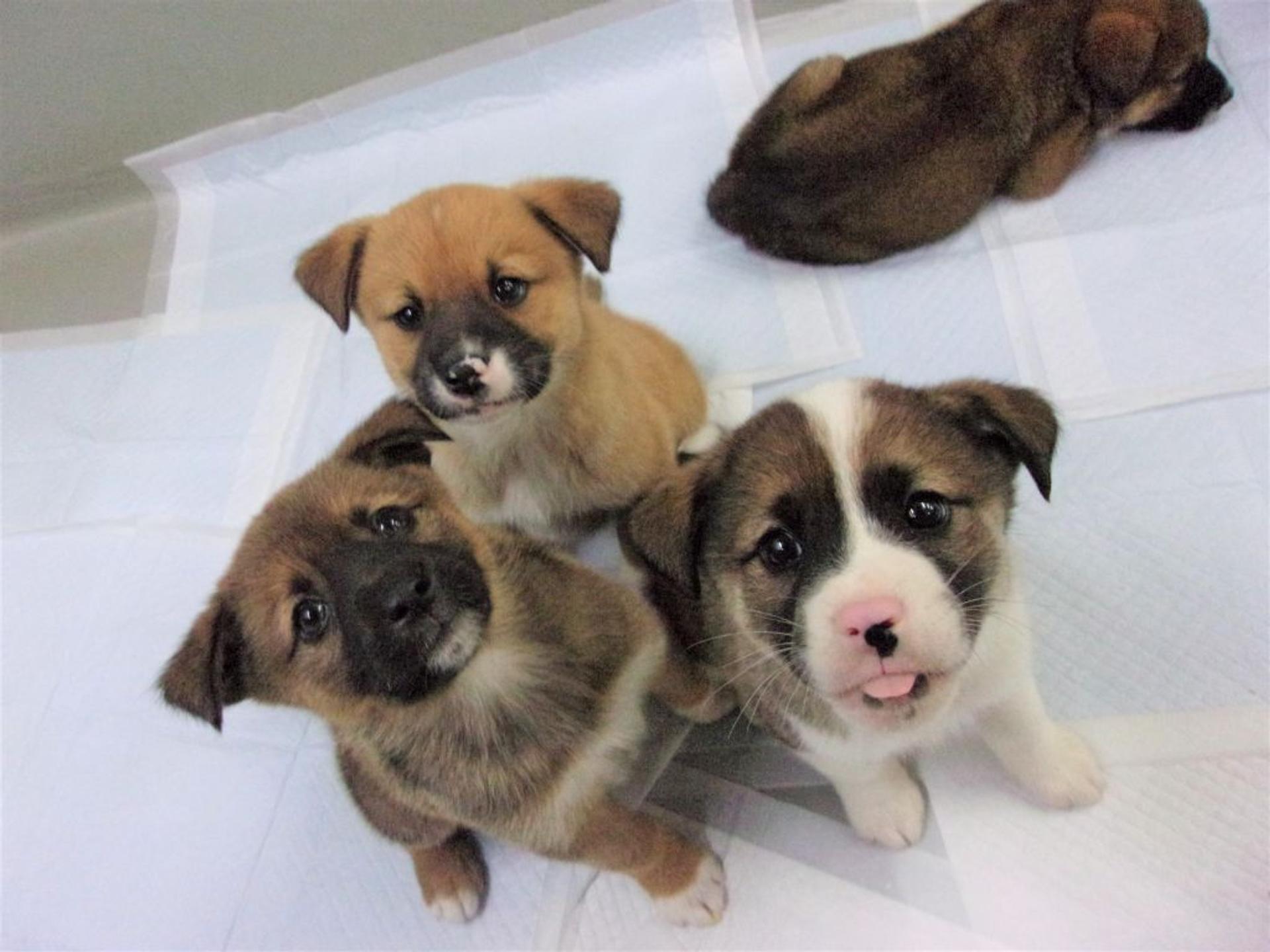 pet-image-5