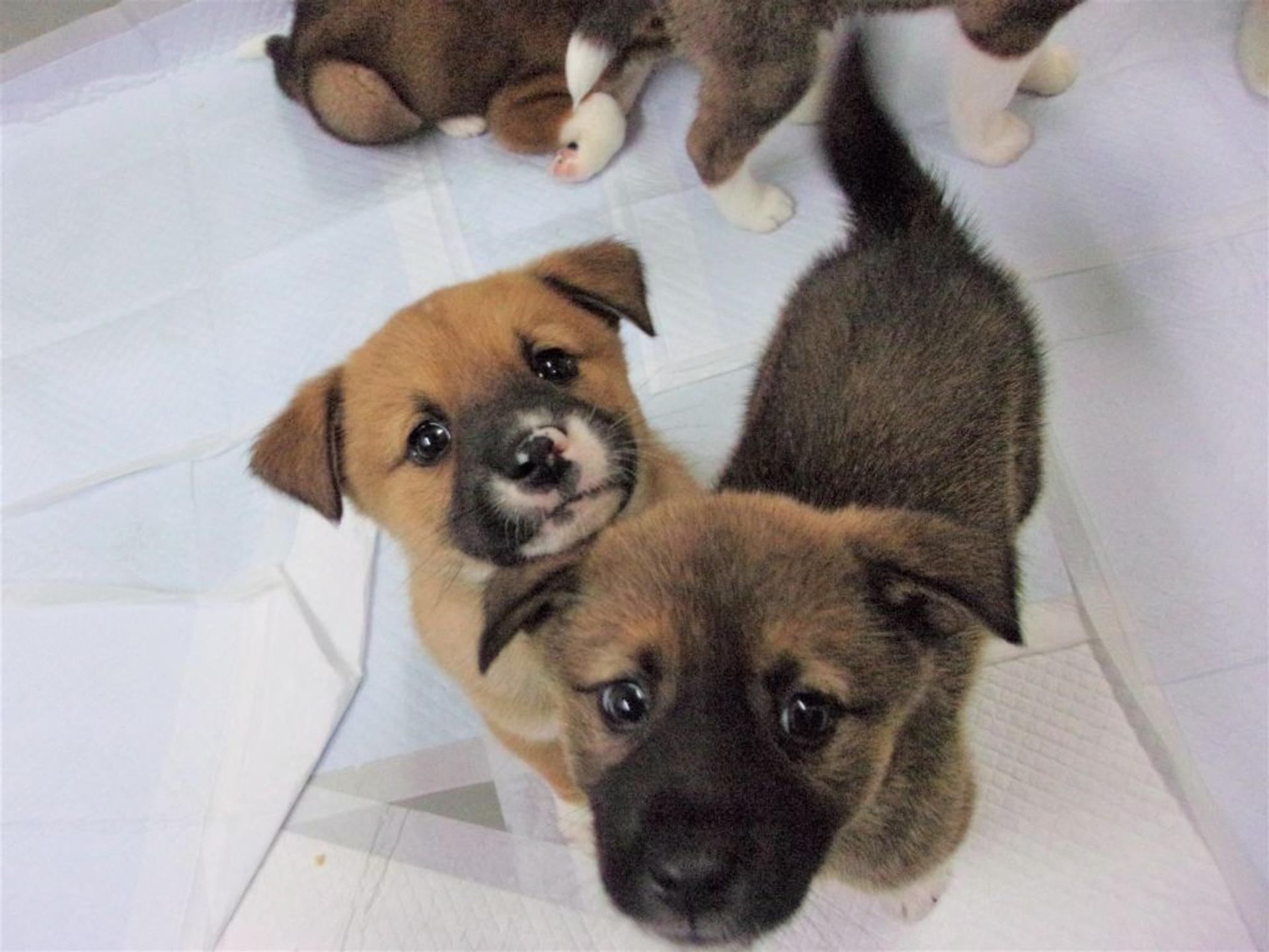 pet-image-7