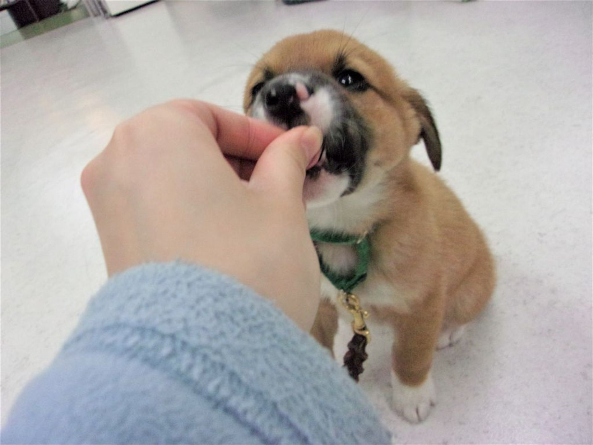 雑種（ミックス犬）・オスの里親募集の写真