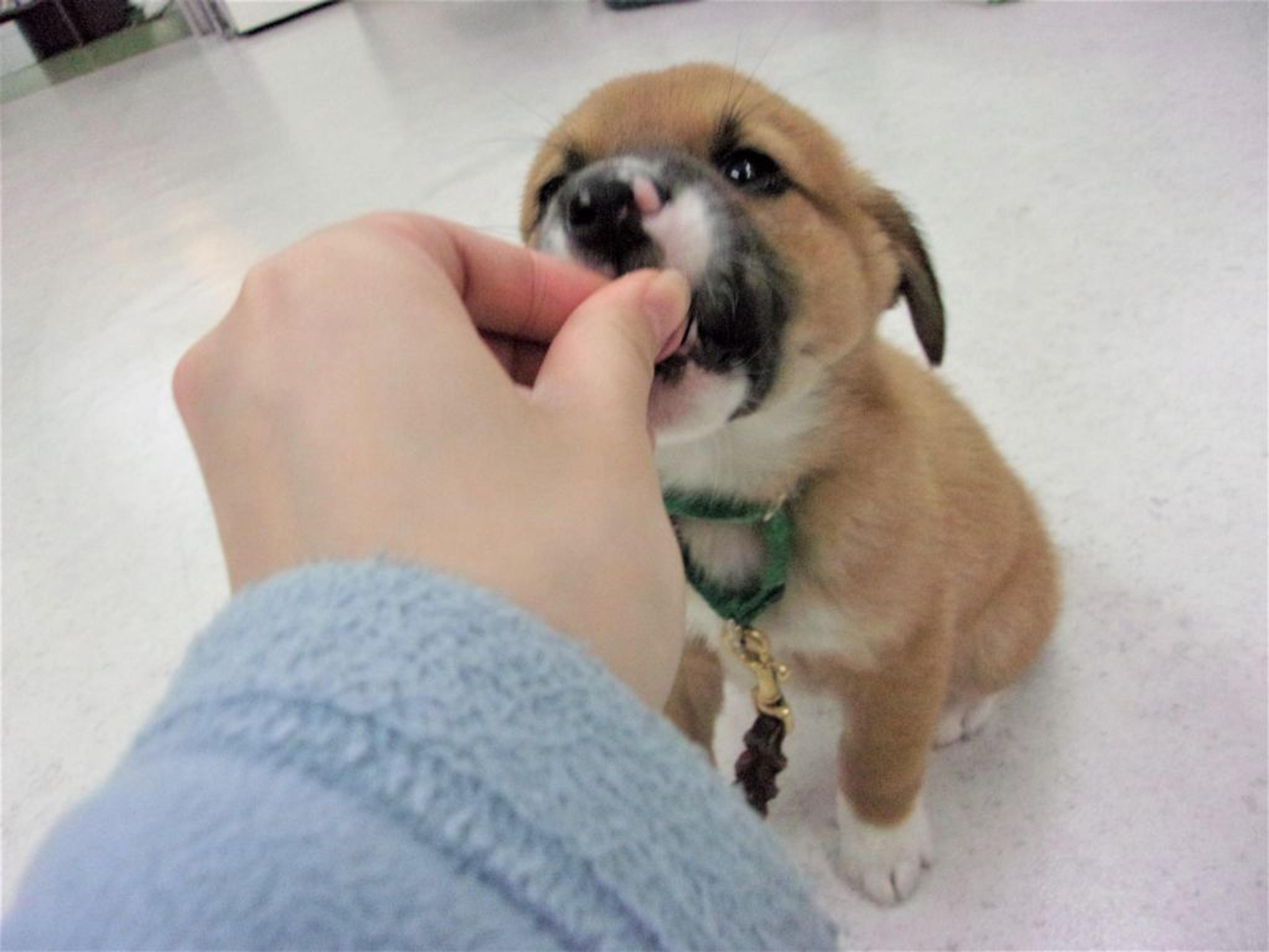 pet-image-2