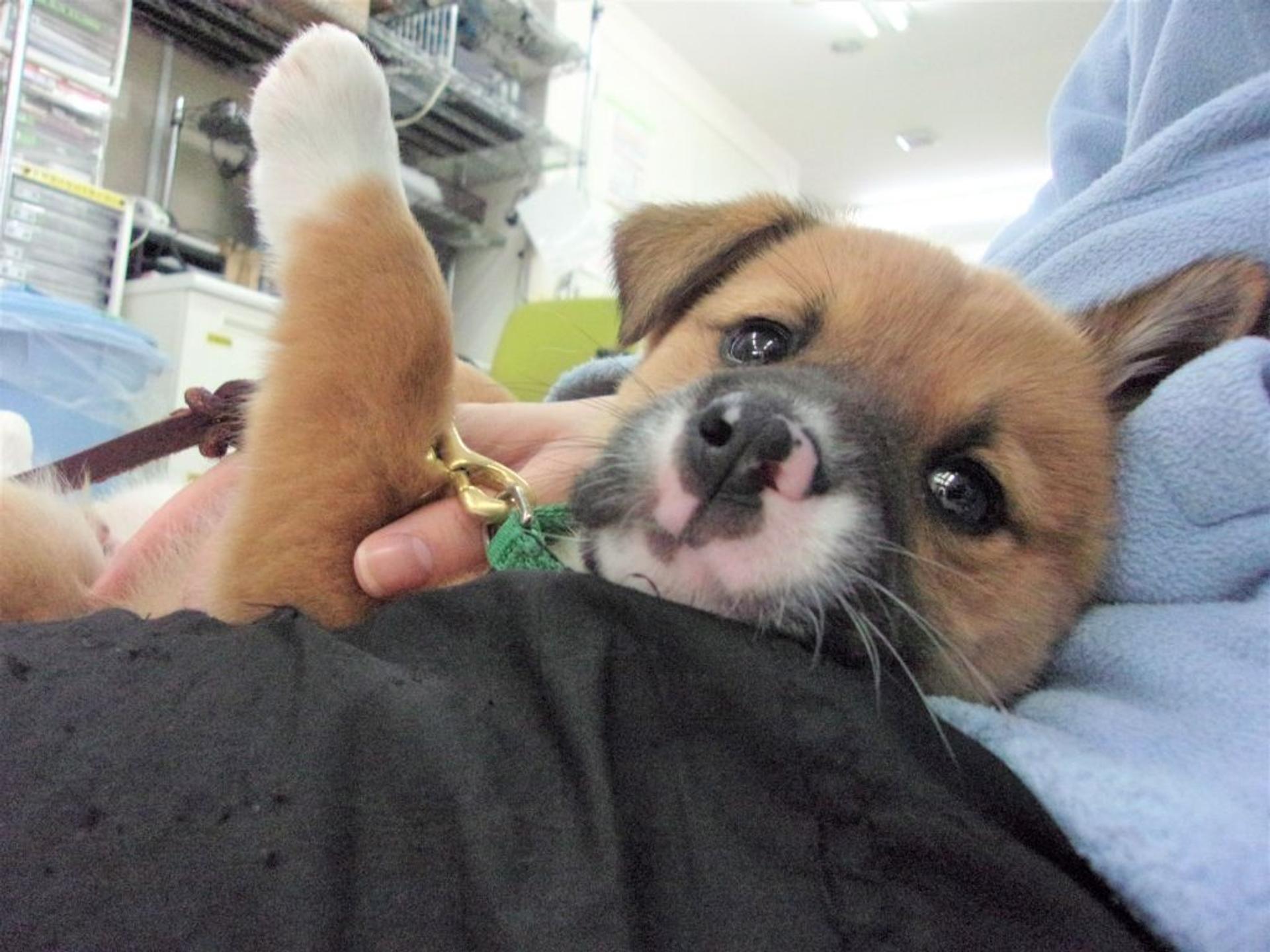 pet-image-6