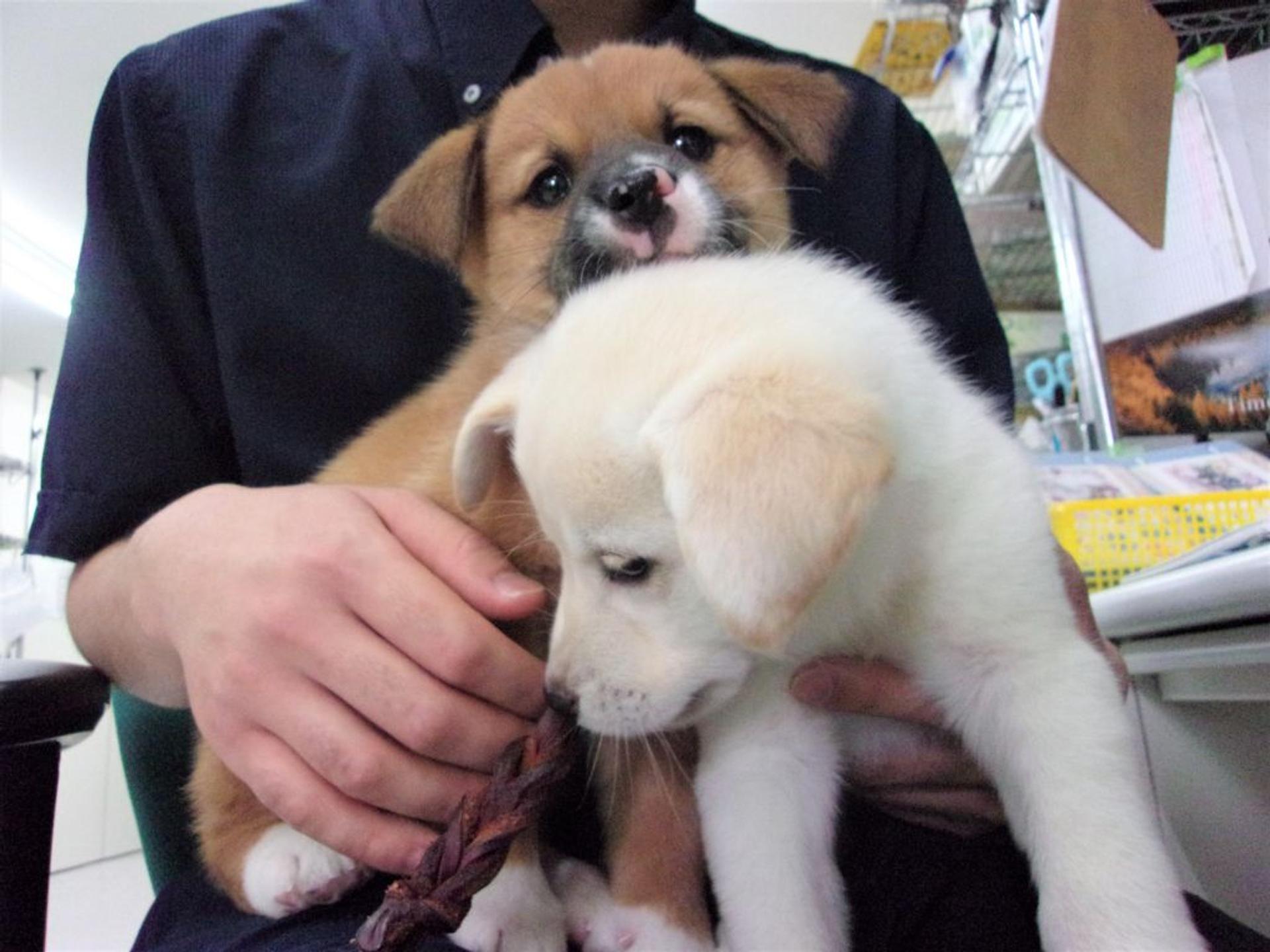 pet-image-8