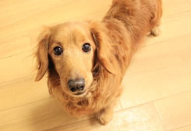 ほまれちゃんの写真