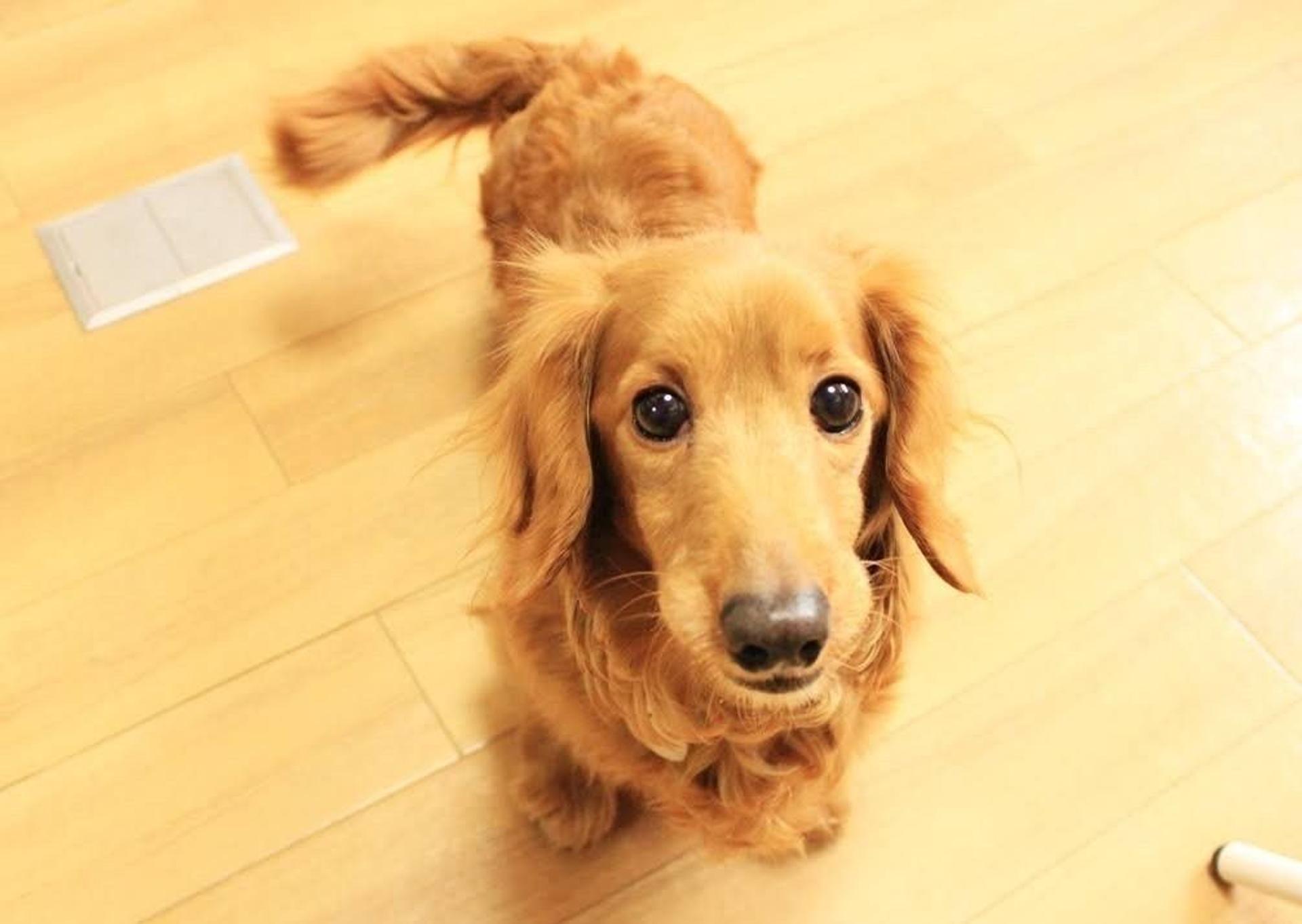 pet-image-2