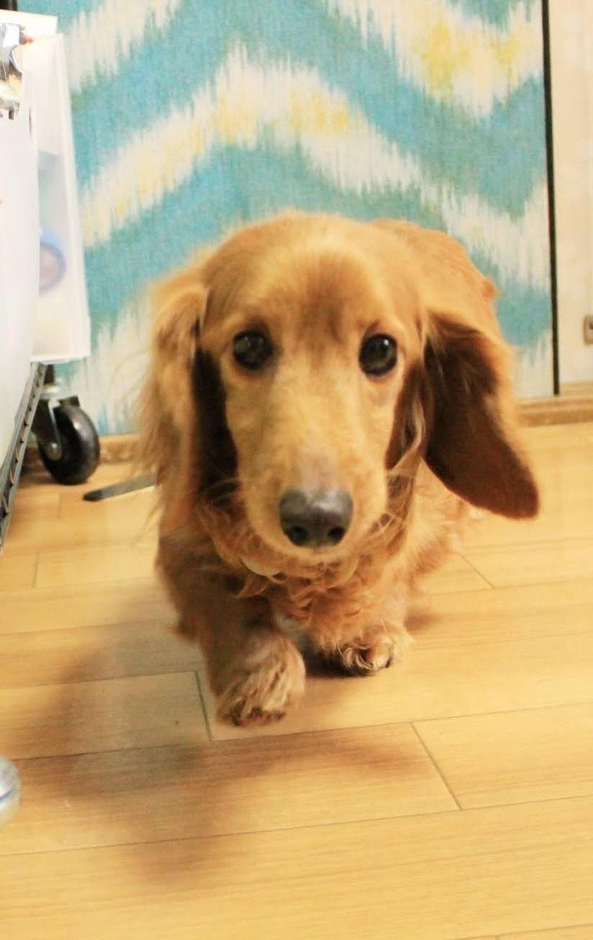 pet-image-4