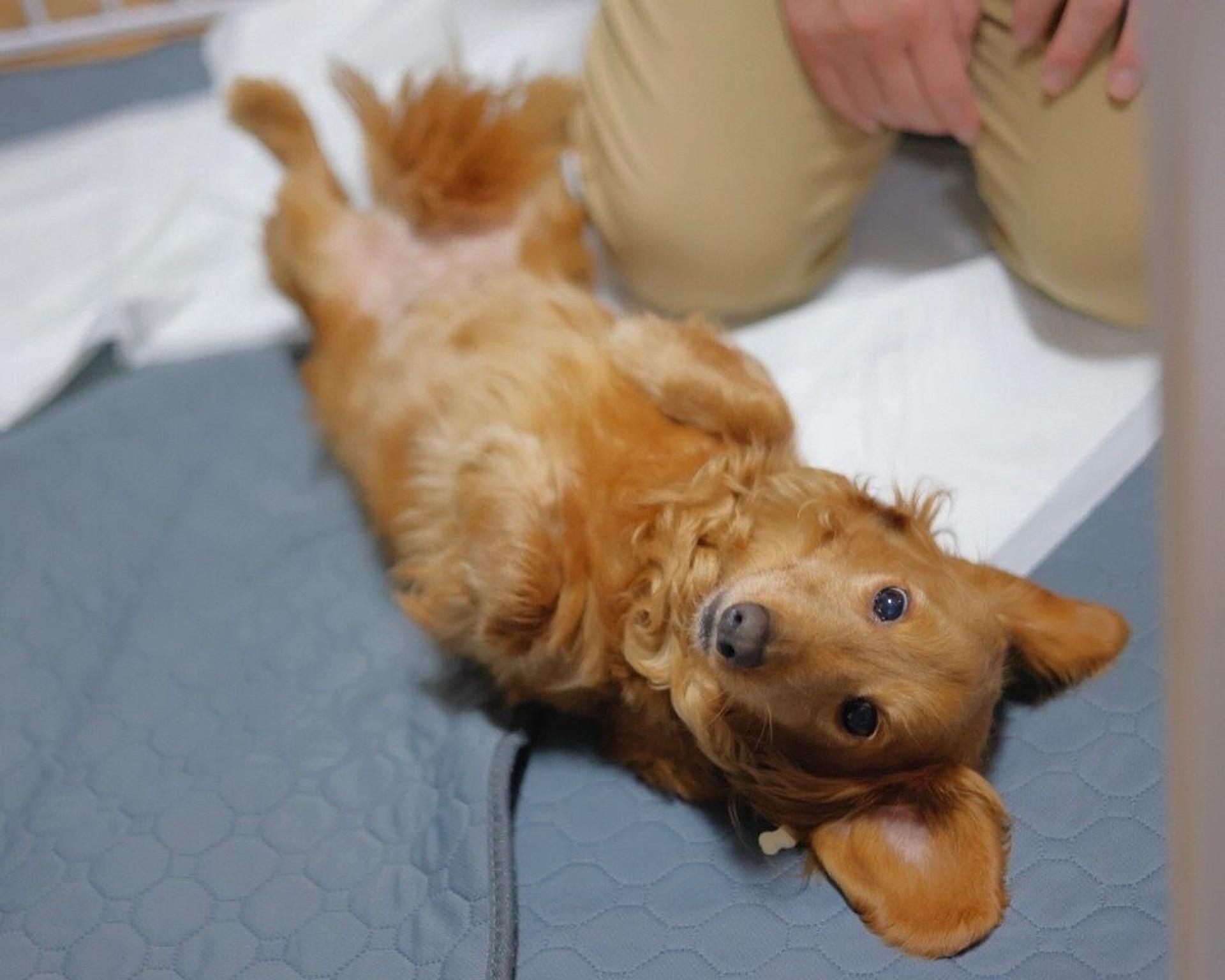 pet-image-5