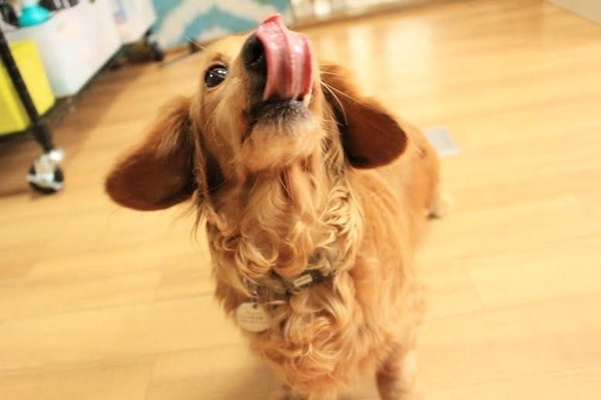 pet-image-6
