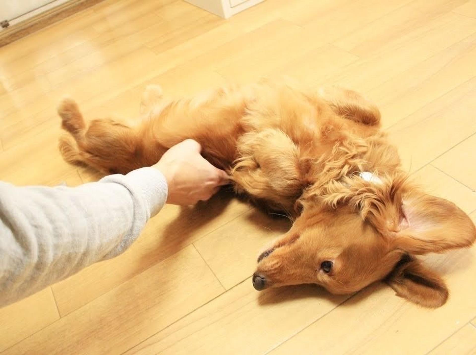 pet-image-7