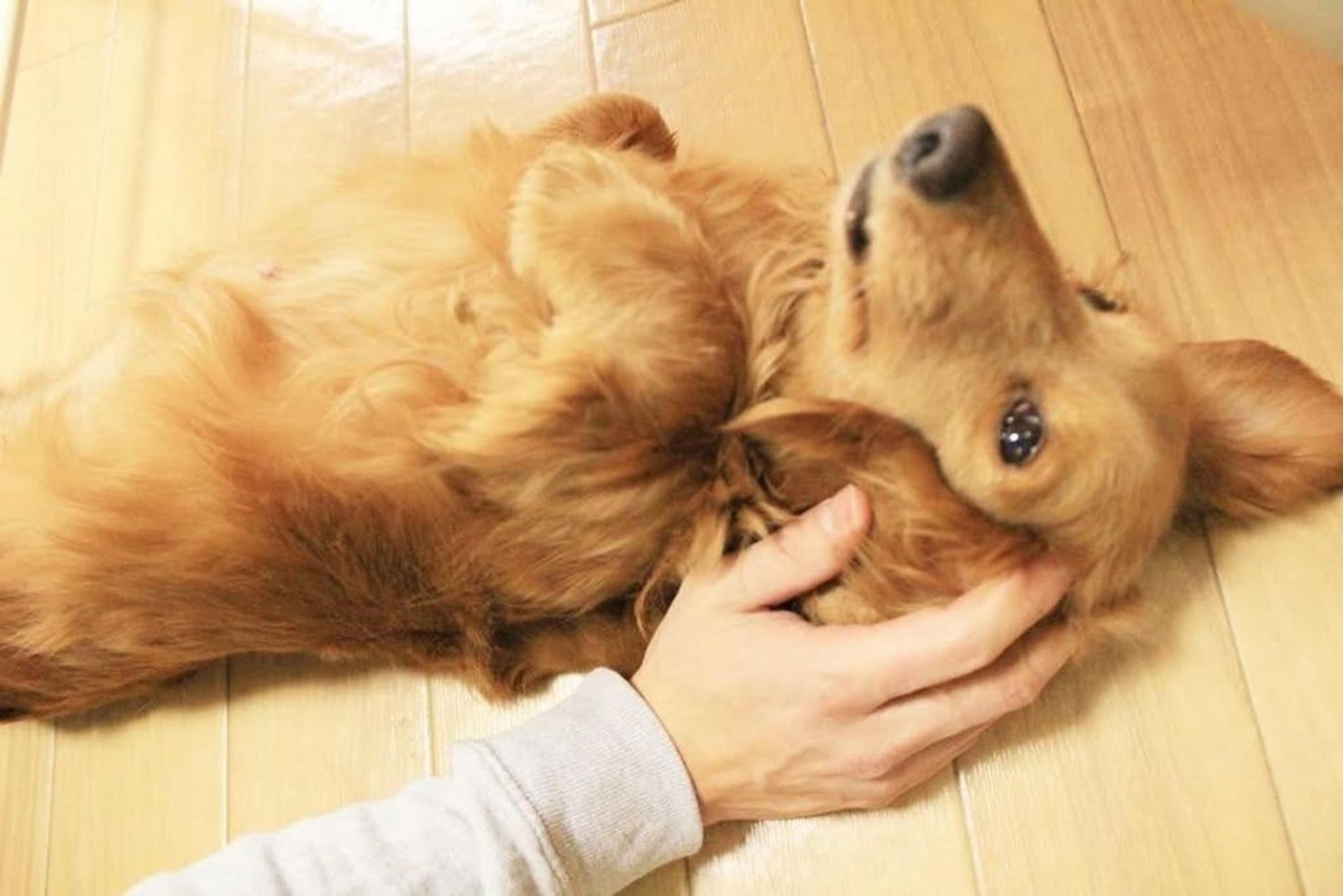 pet-image-8