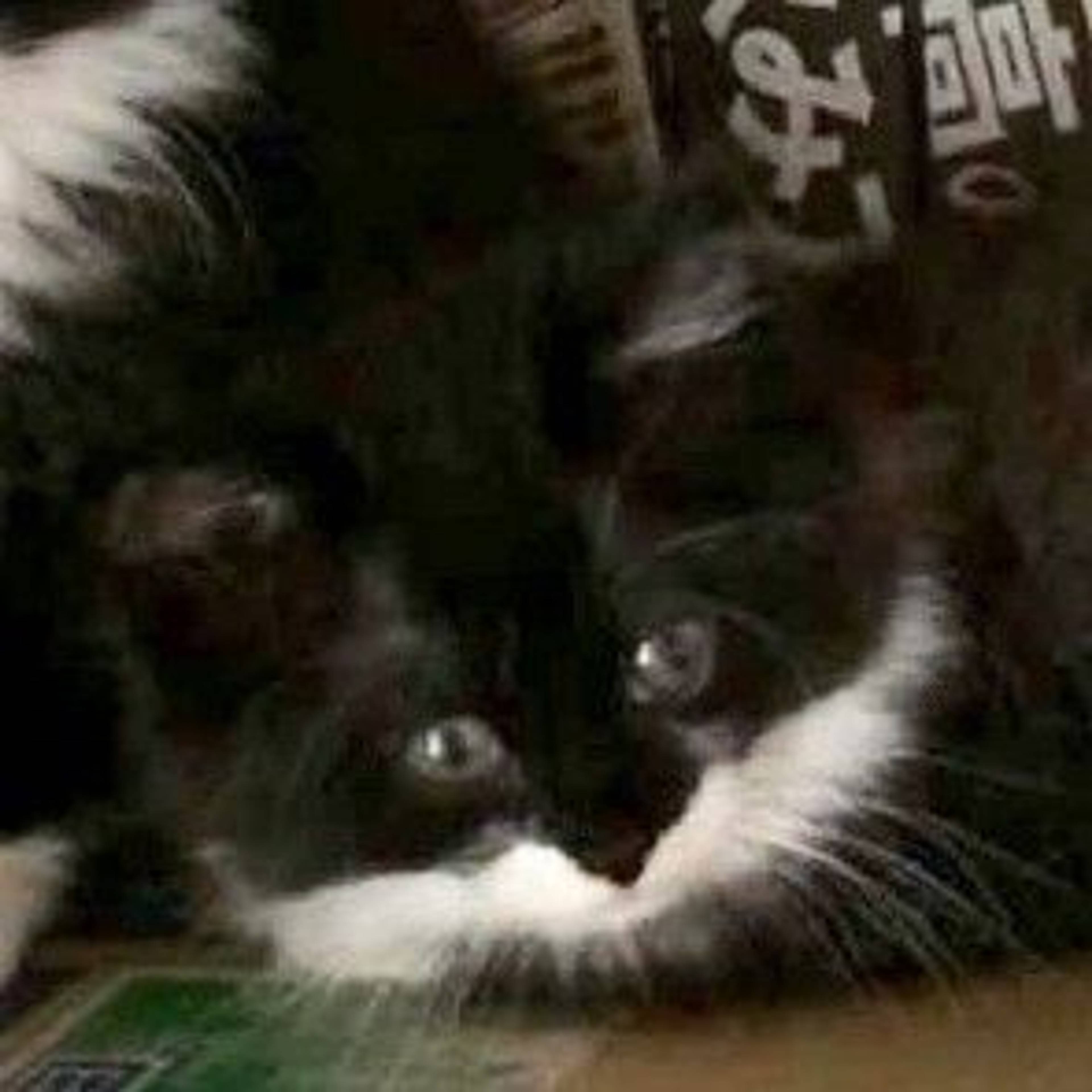 雑種（ミックス猫）・オスの里親募集の写真