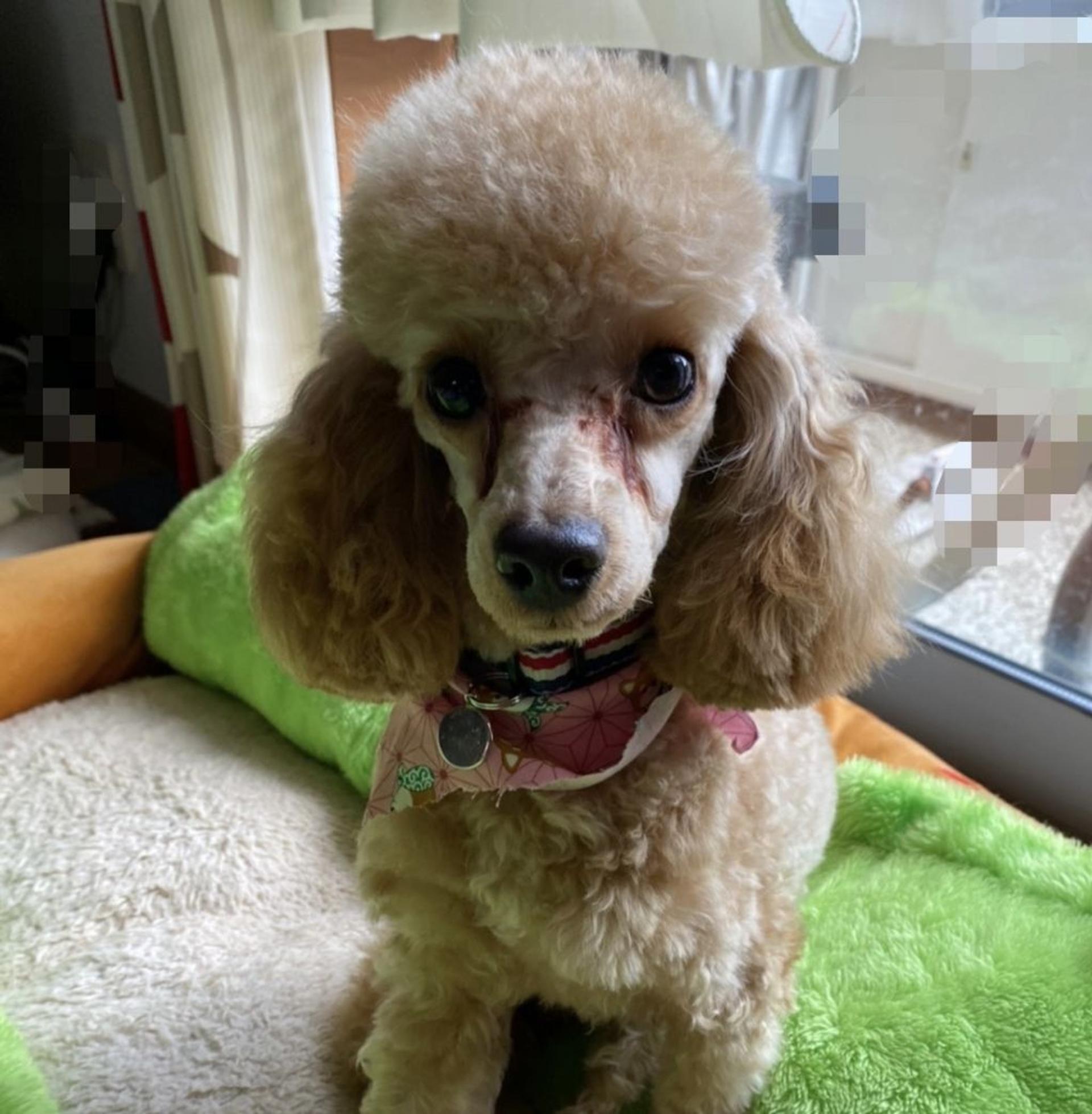 pet-image-2
