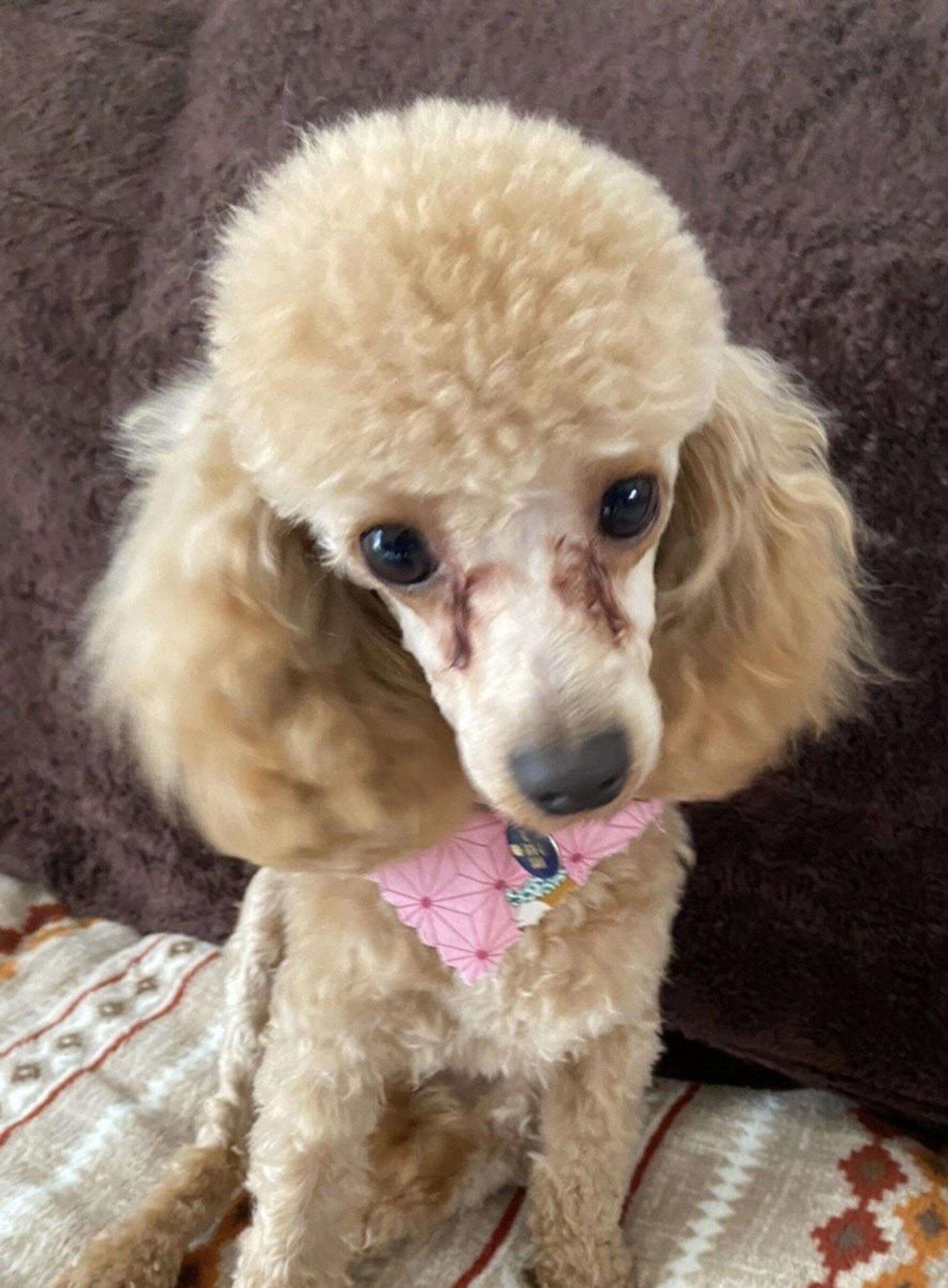 pet-image-4