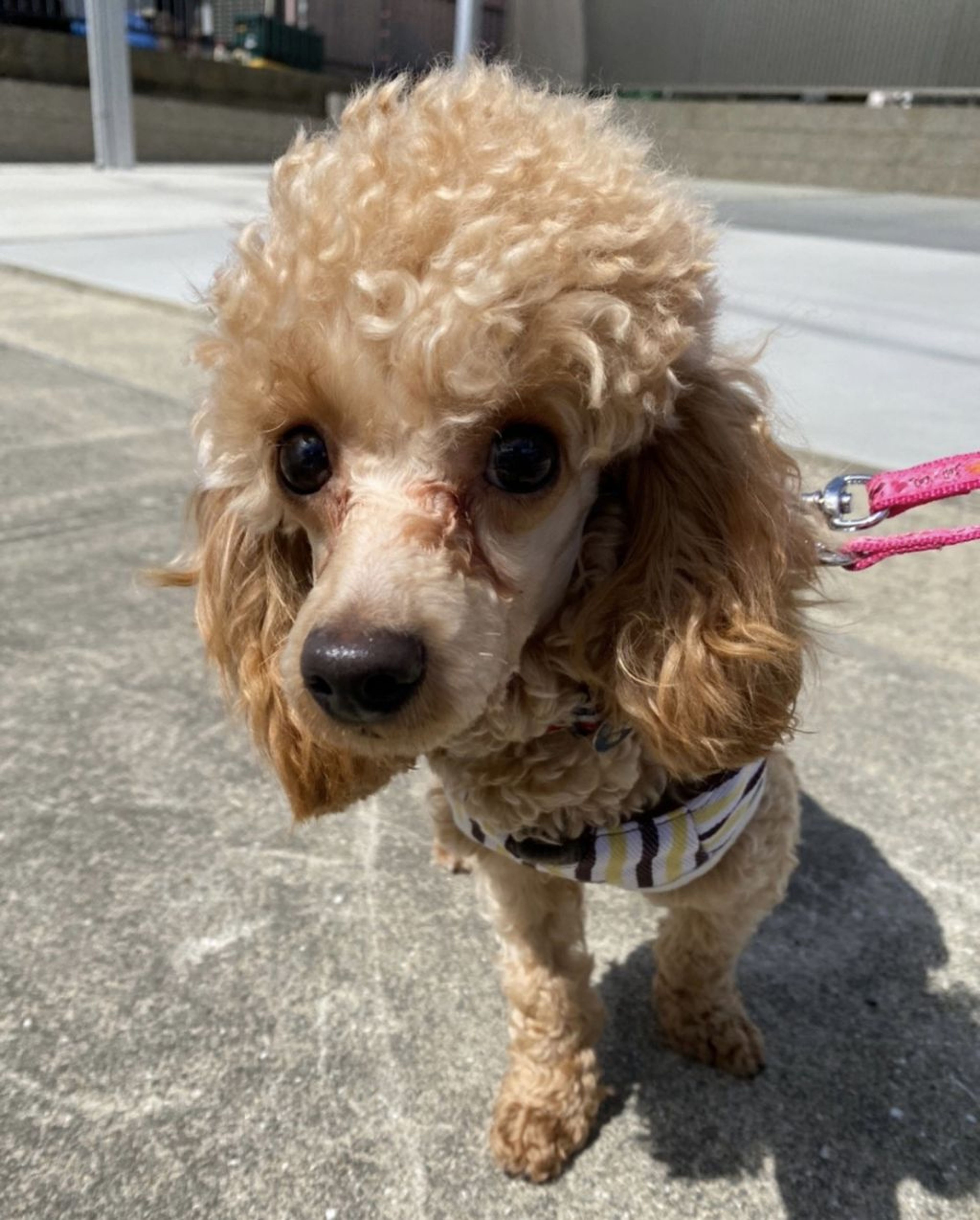 pet-image-6
