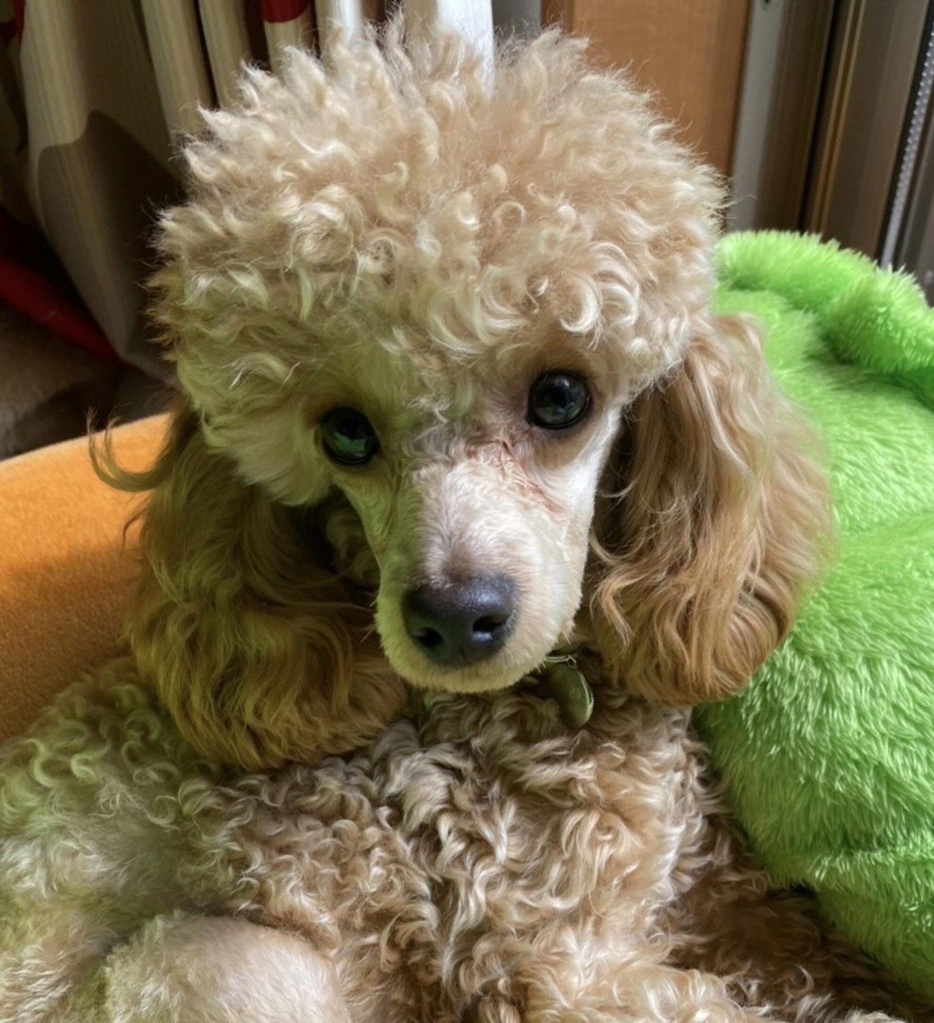 pet-image-7