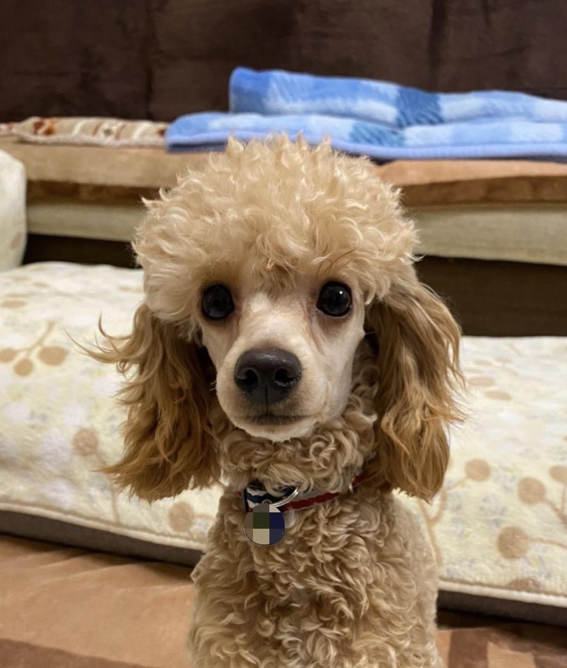 pet-image-8